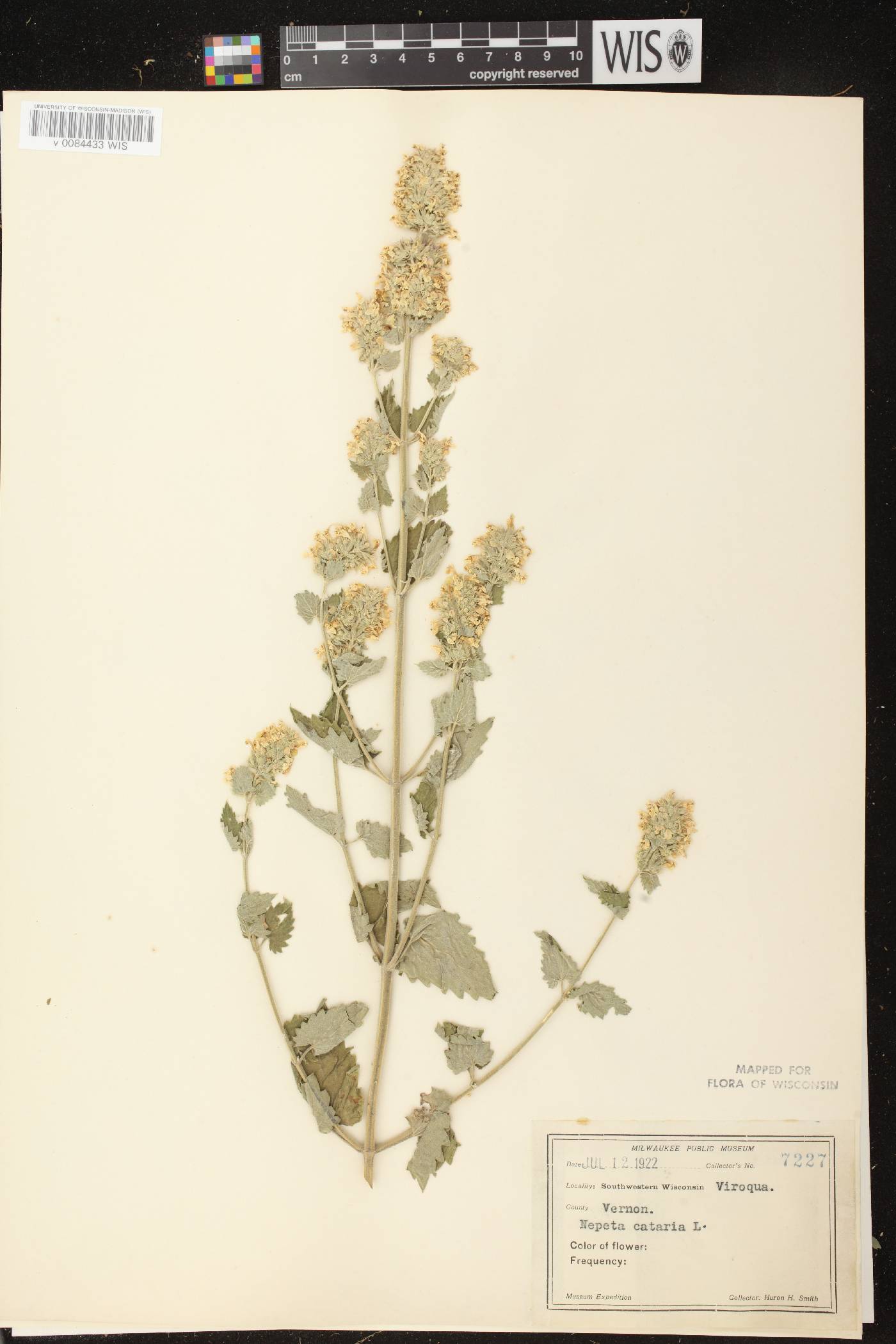 Nepeta cataria image