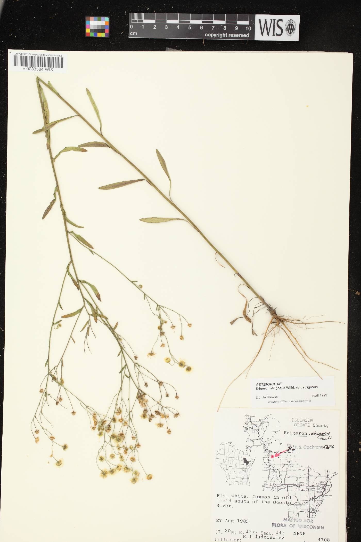 Erigeron strigosus image