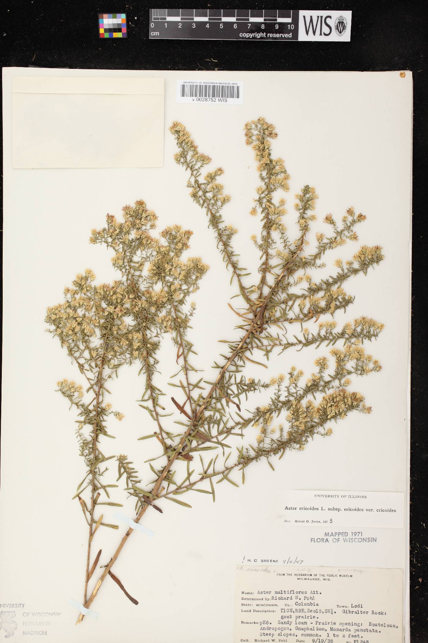 Symphyotrichum ericoides image