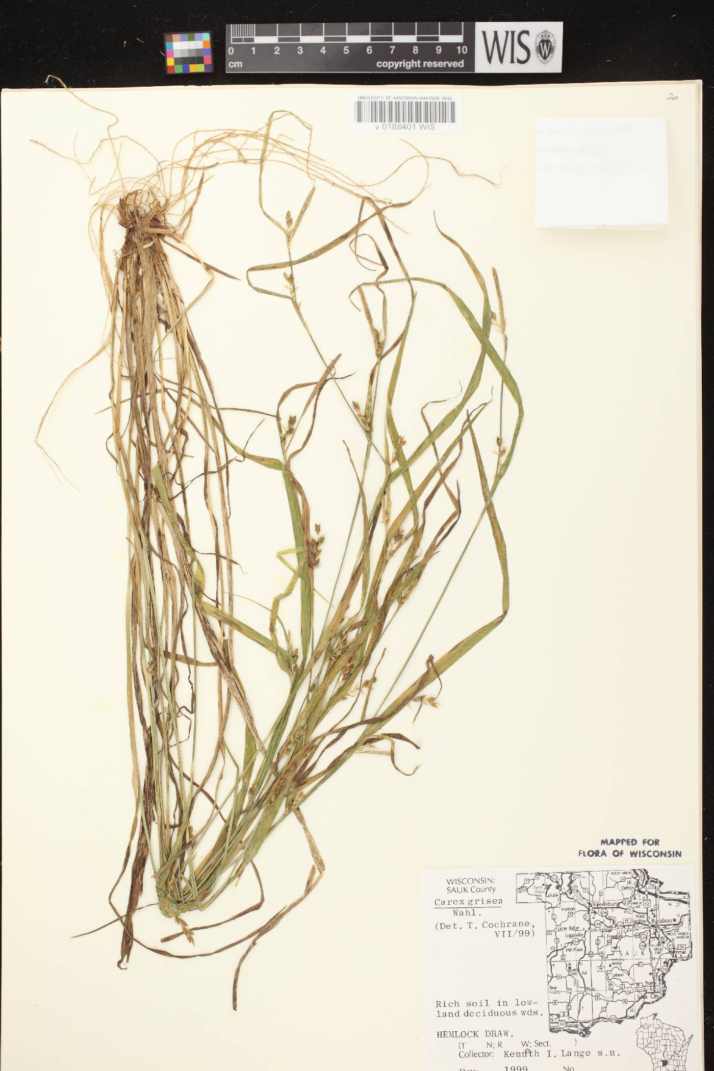 Carex grisea image