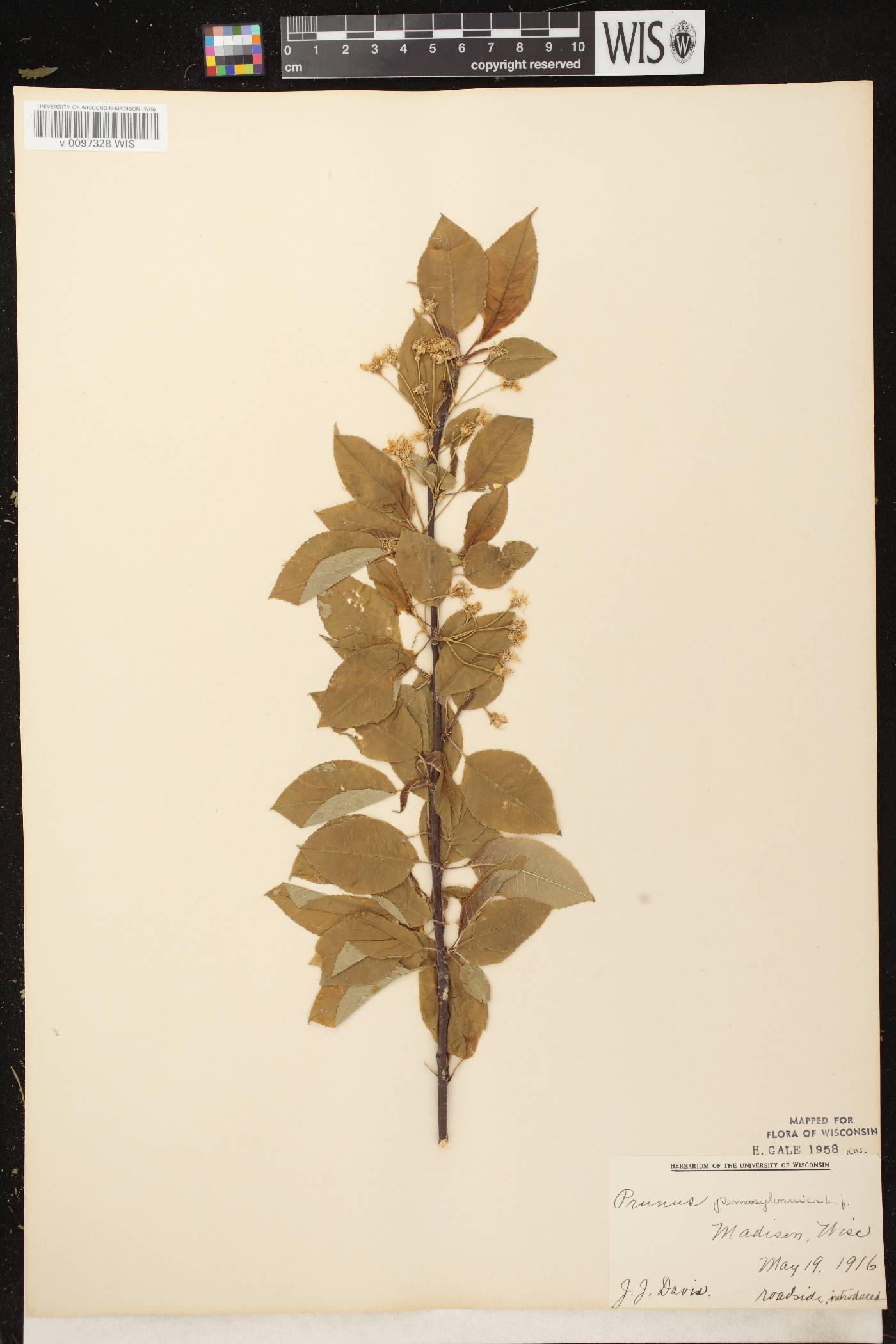 Prunus pensylvanica image