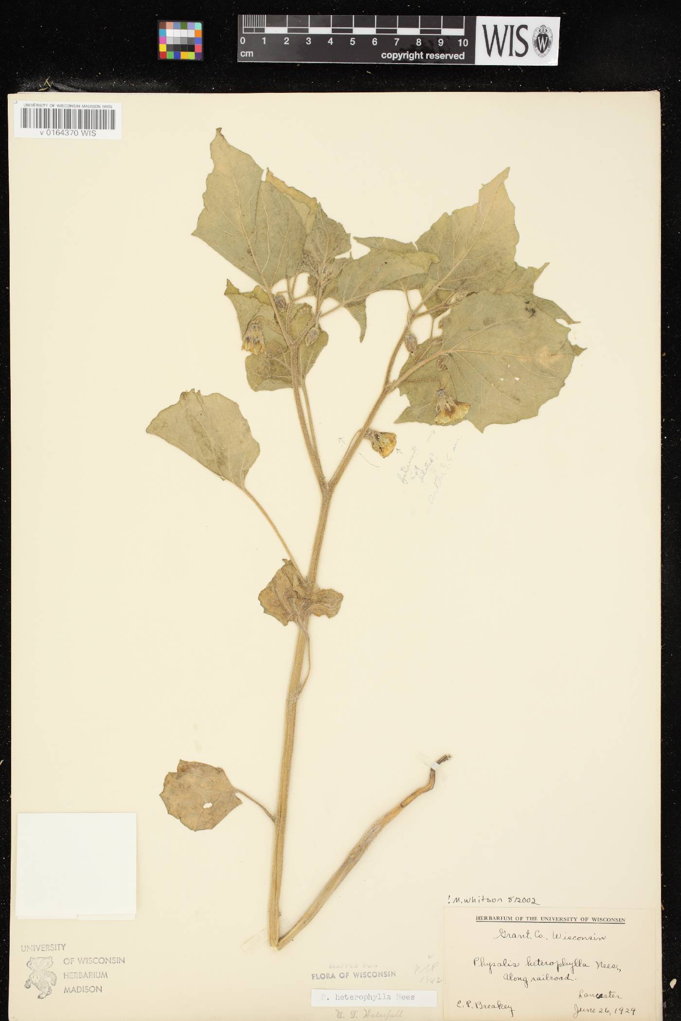 Physalis heterophylla image