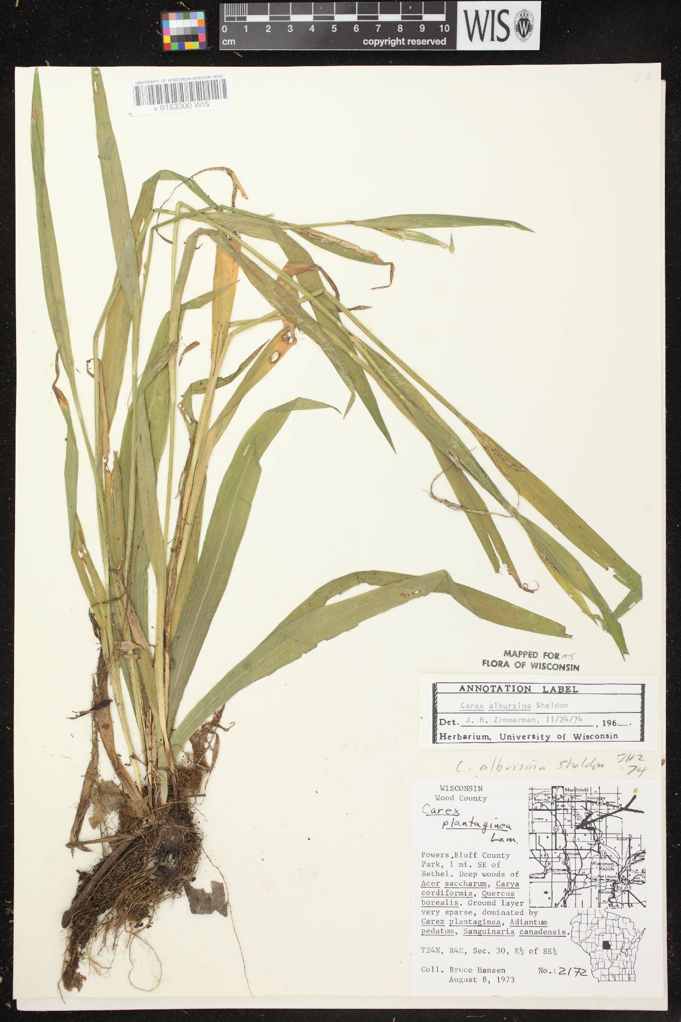 Carex albursina image