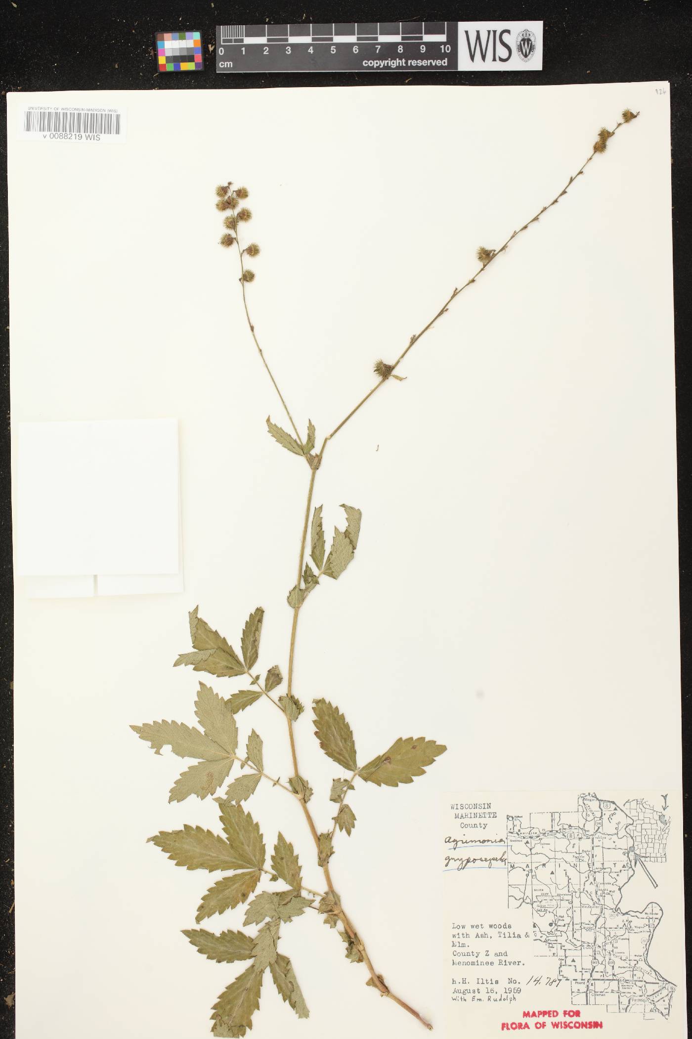 Agrimonia gryposepala image
