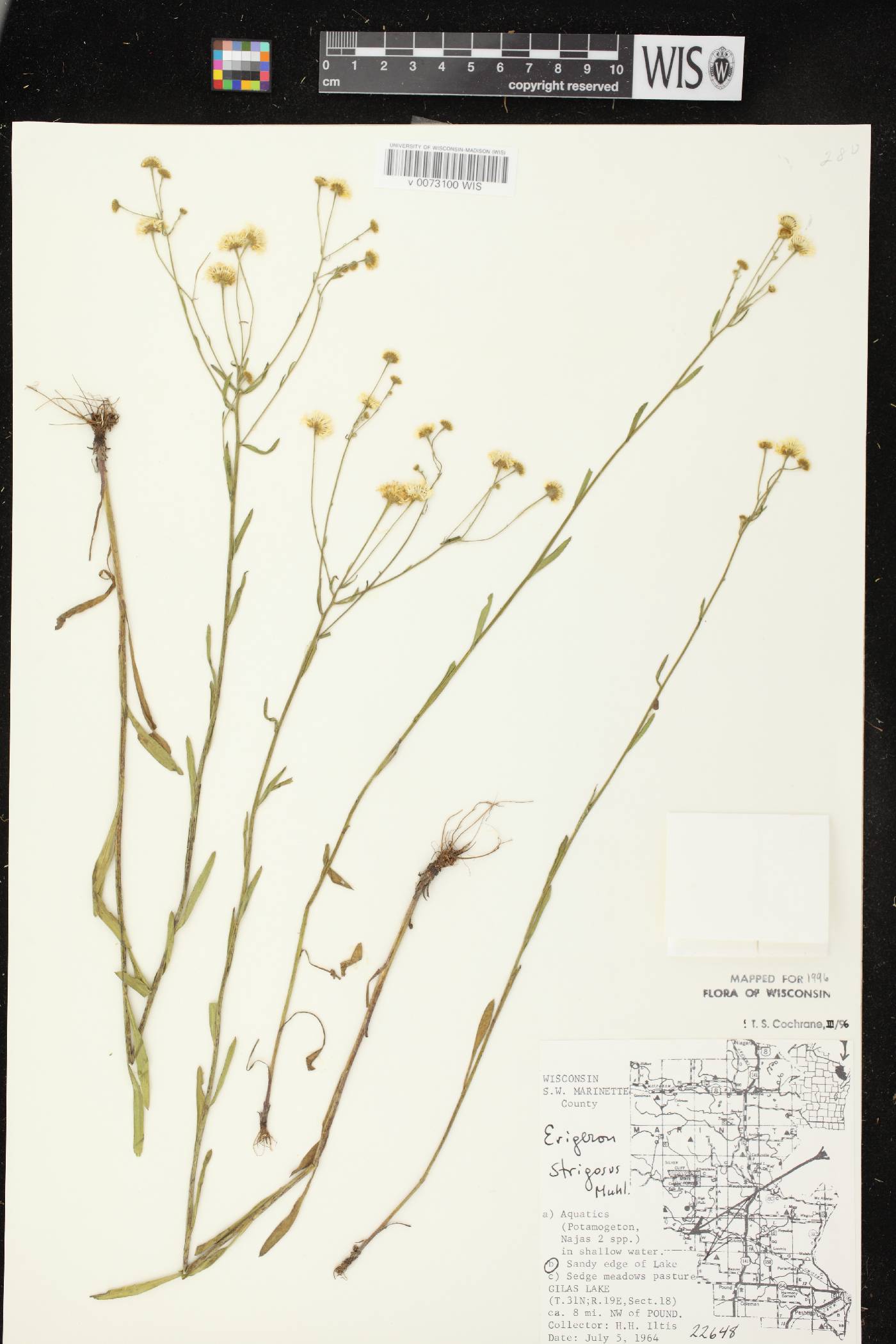 Erigeron strigosus image