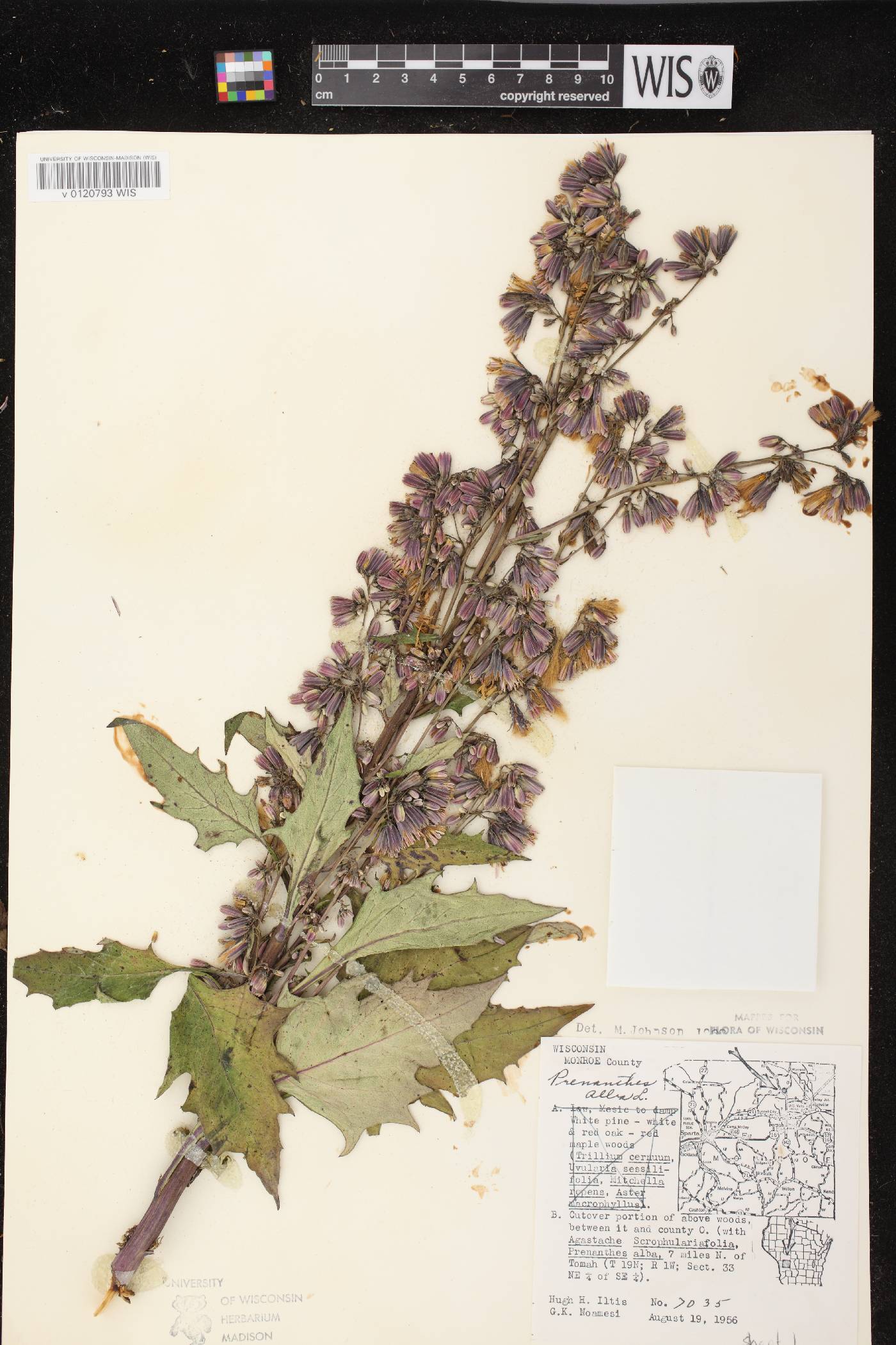 Prenanthes alba image