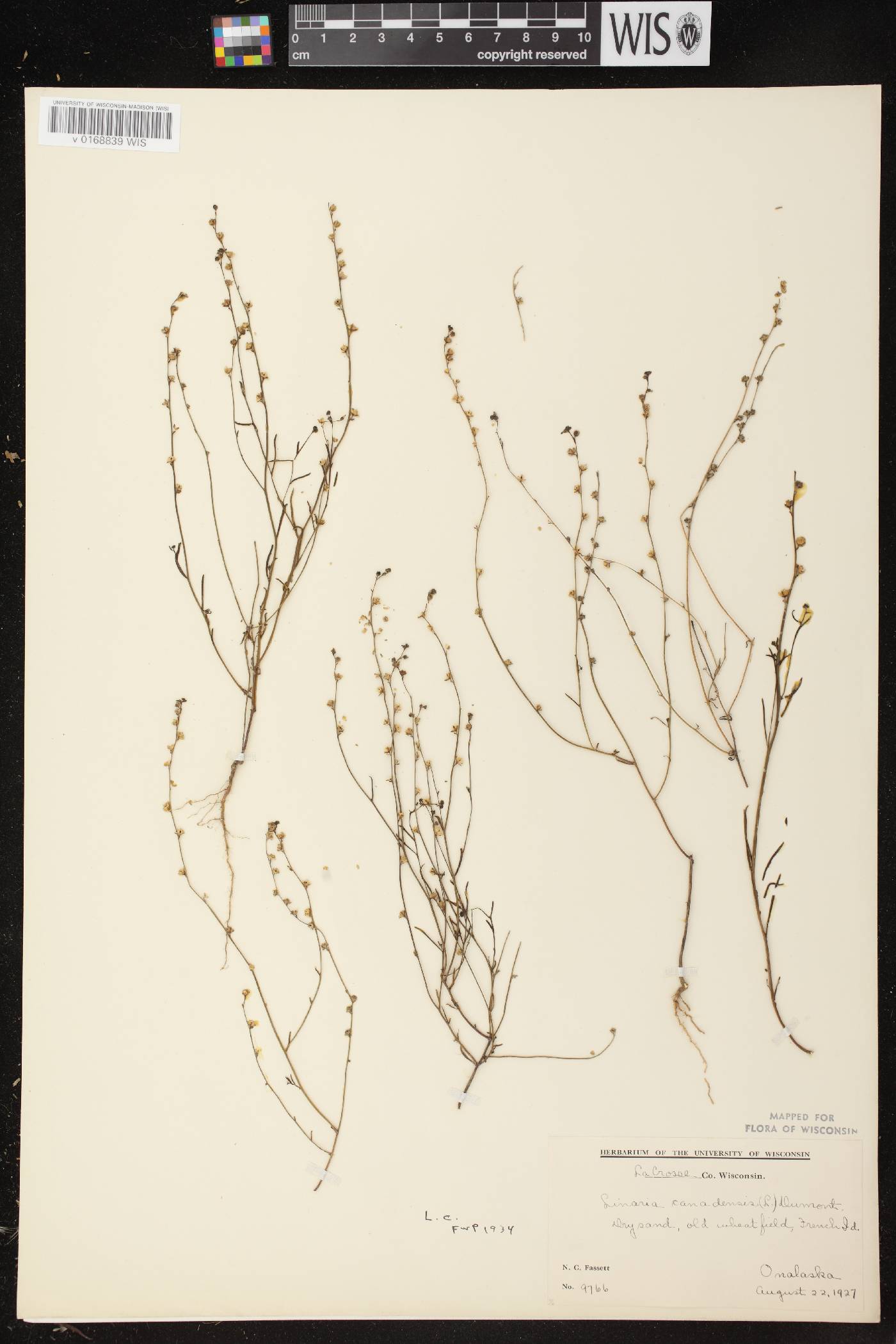 Nuttallanthus canadensis image