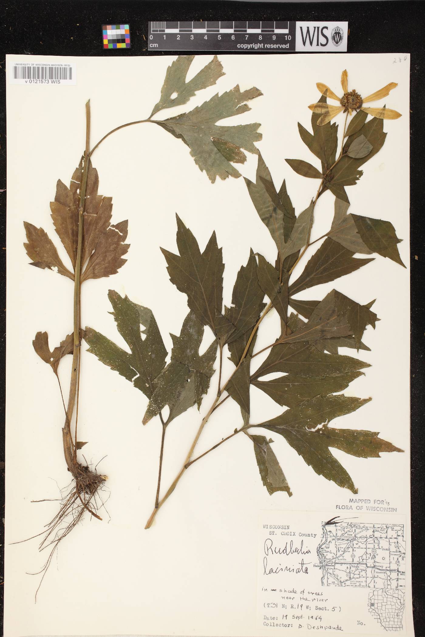 Rudbeckia laciniata image