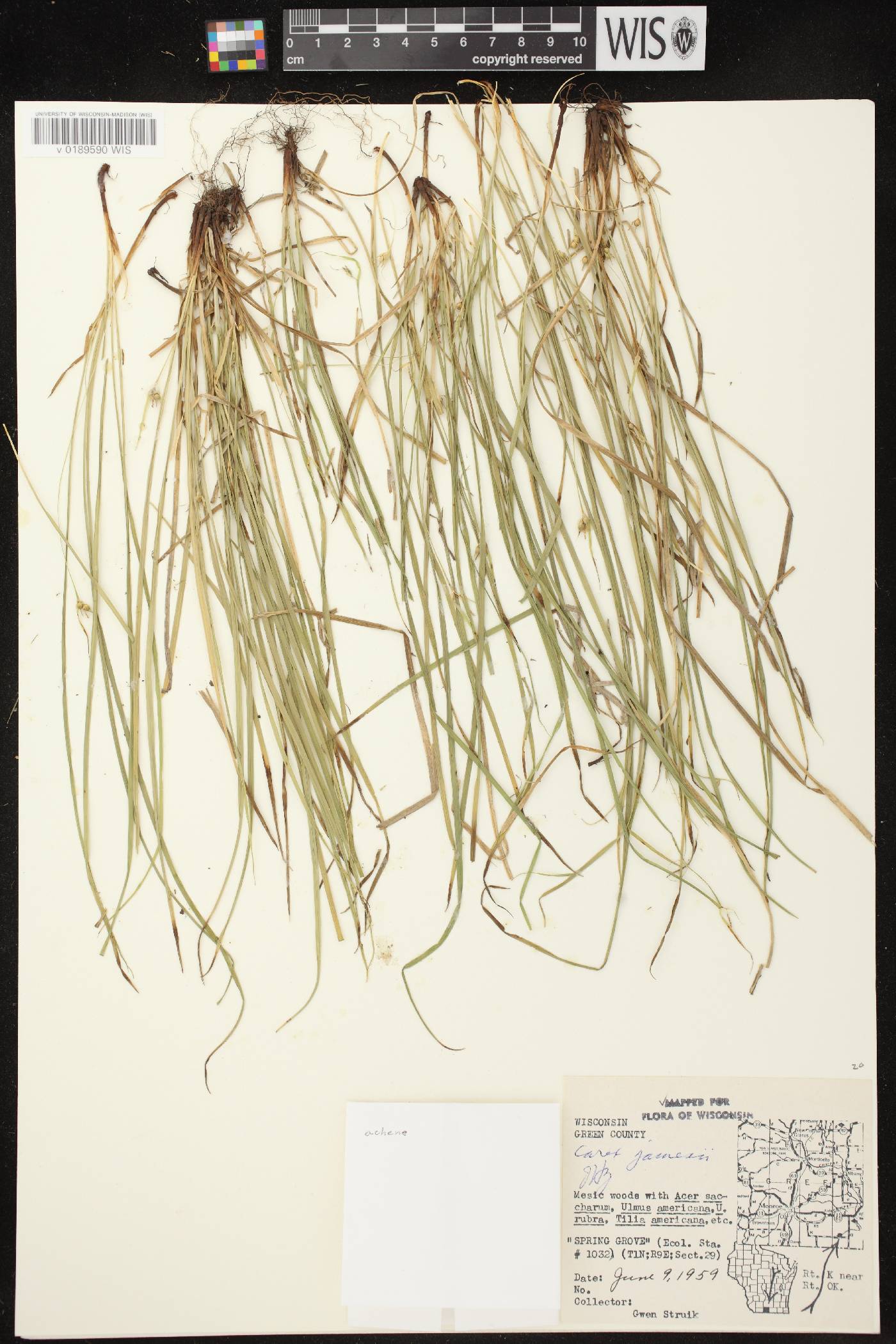 Carex jamesii image