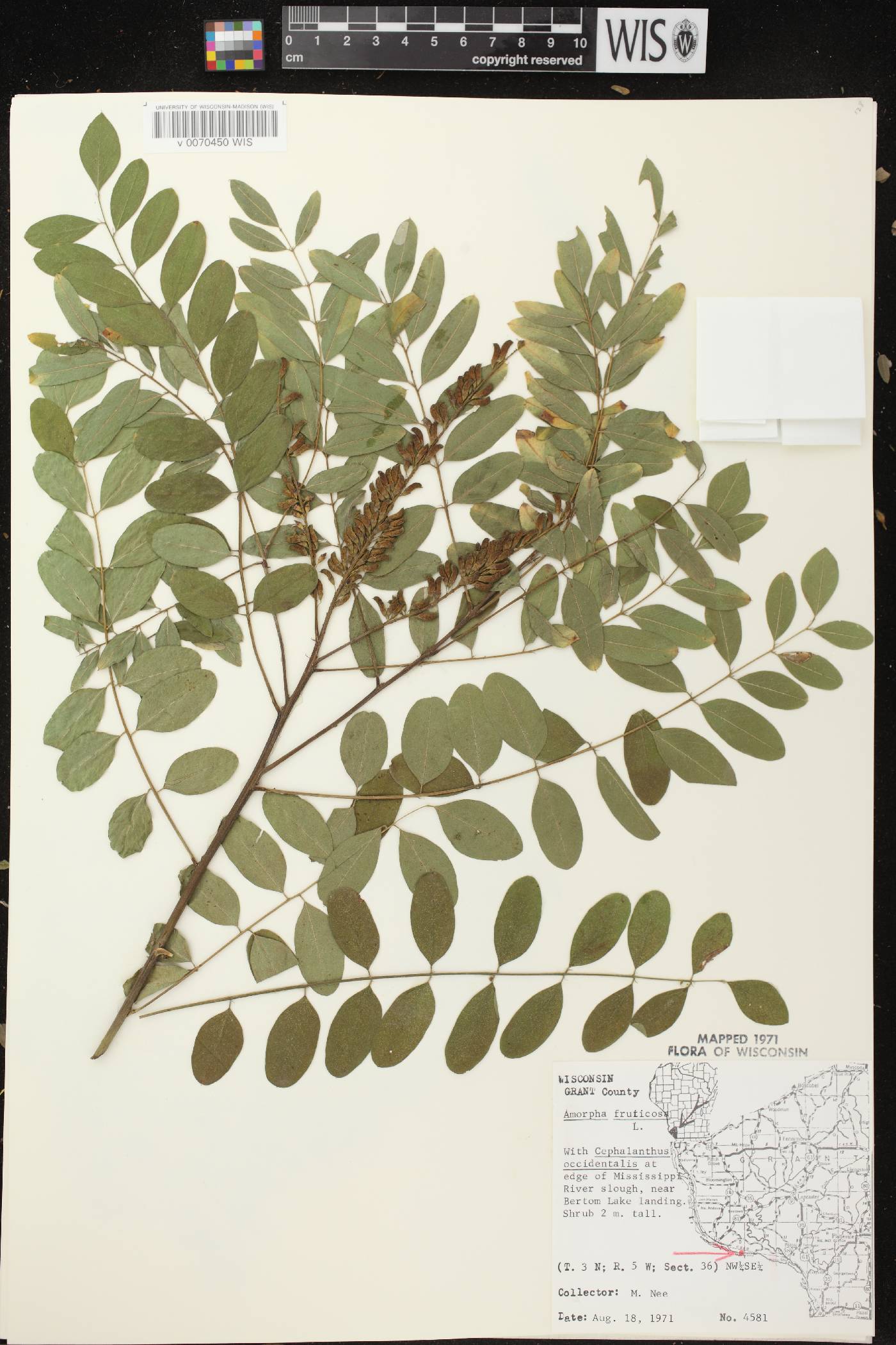 Amorpha fruticosa image