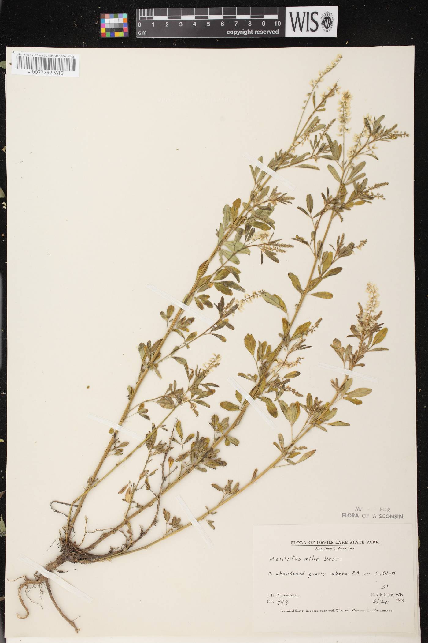 Melilotus albus image
