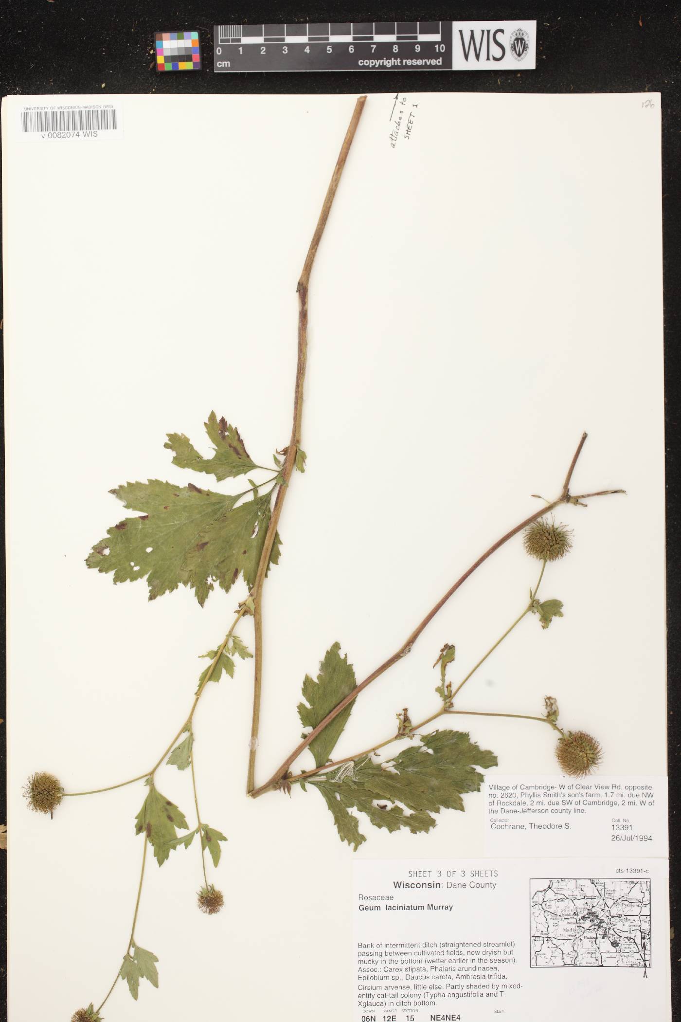 Geum laciniatum image