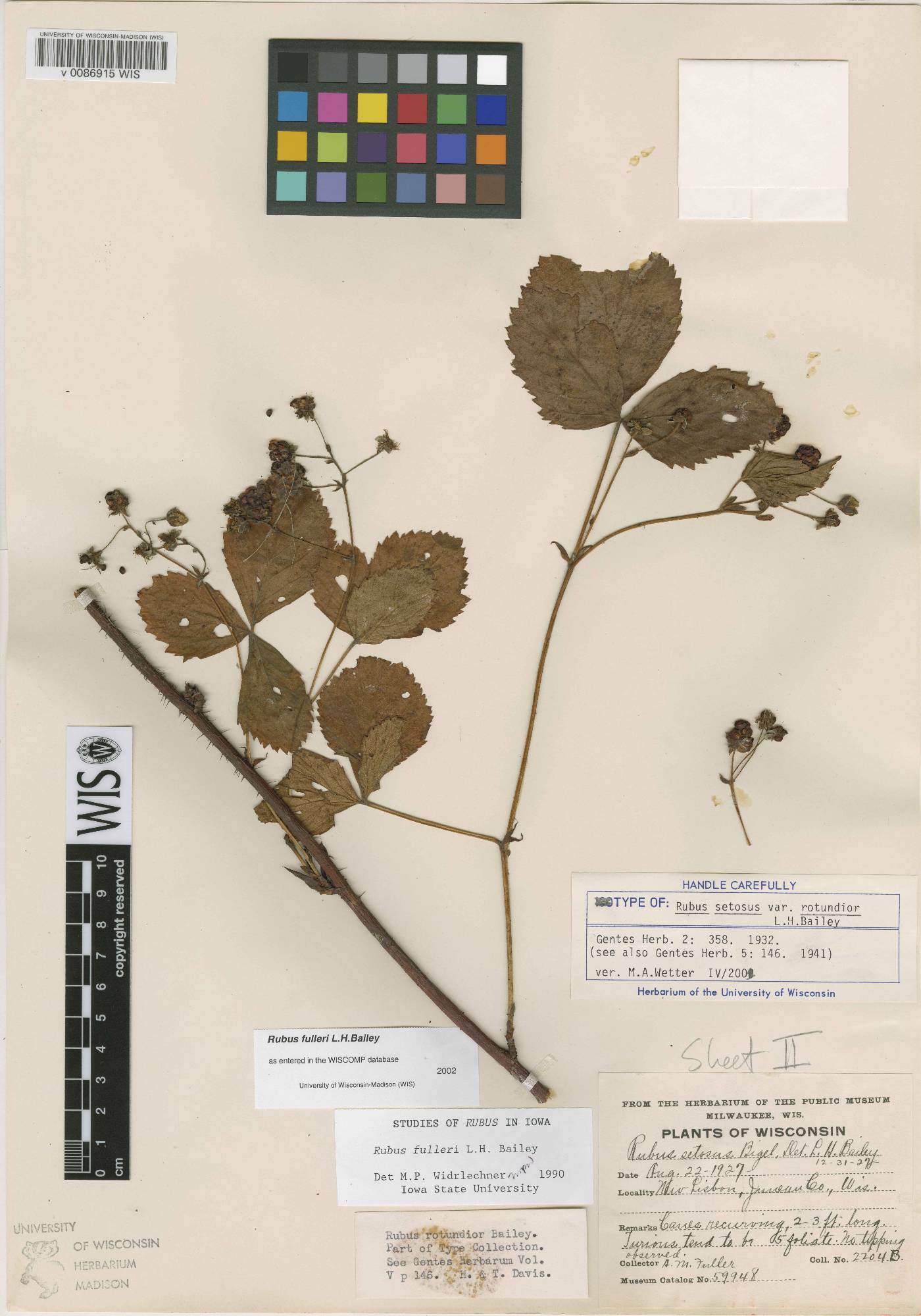 Rubus setosus image