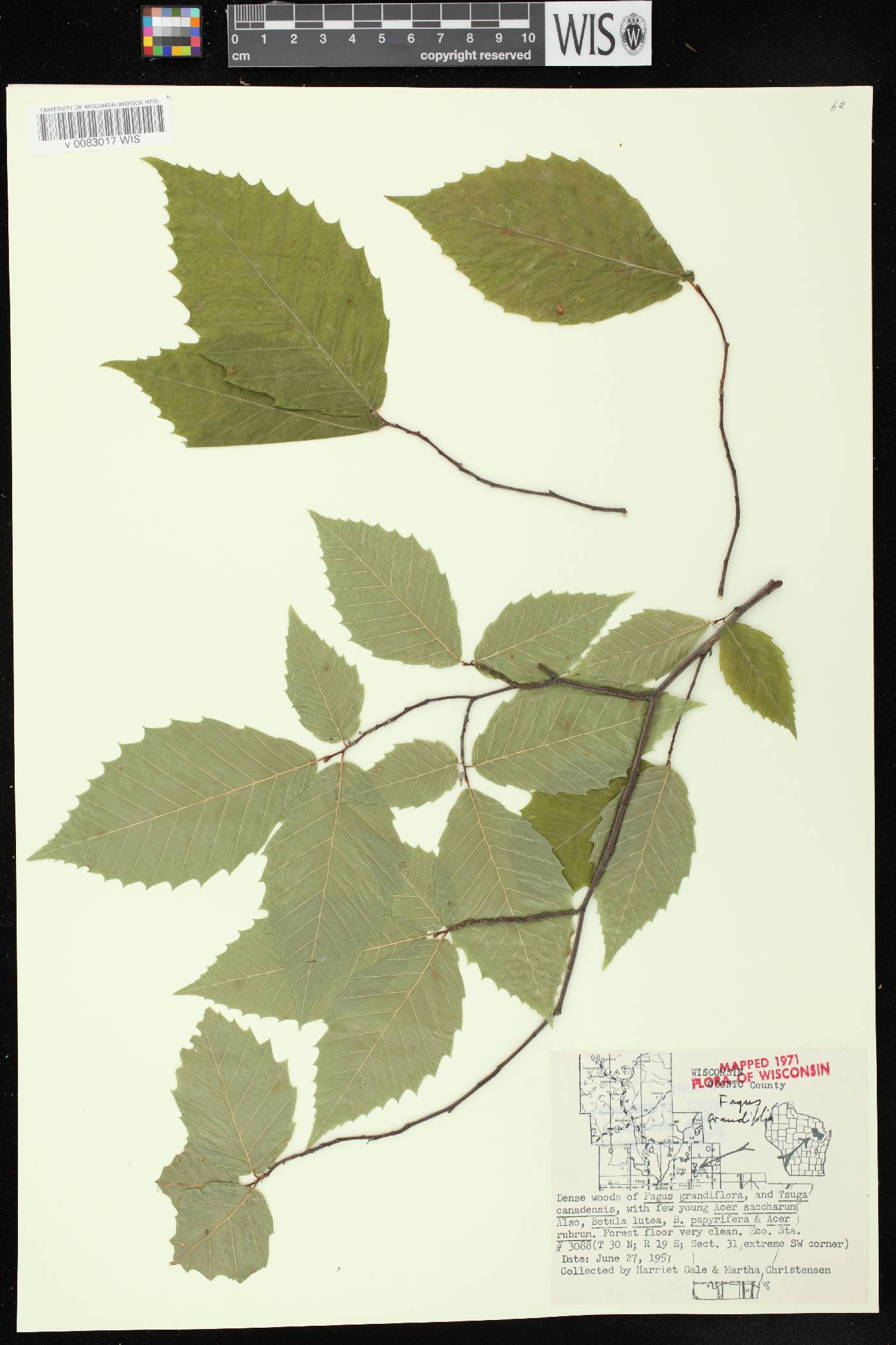 Fagus grandifolia image