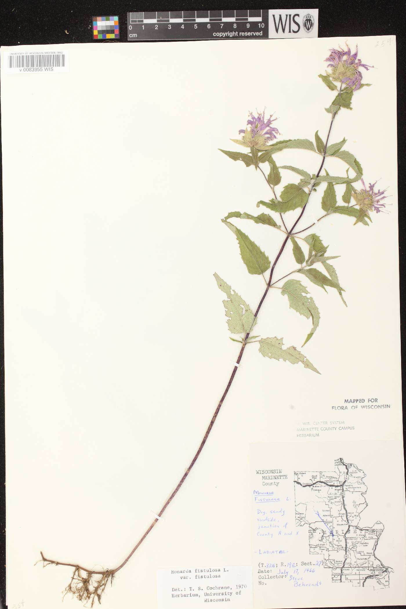Monarda fistulosa subsp. fistulosa image