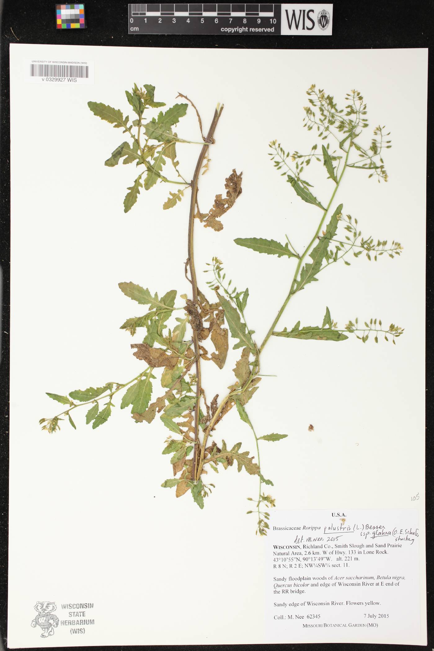 Rorippa palustris image