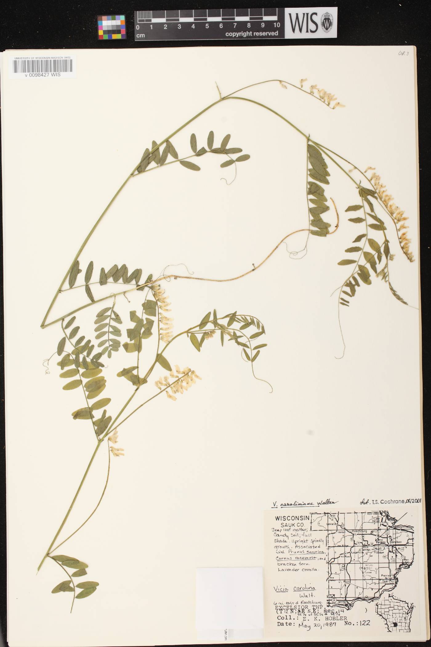 Vicia caroliniana image