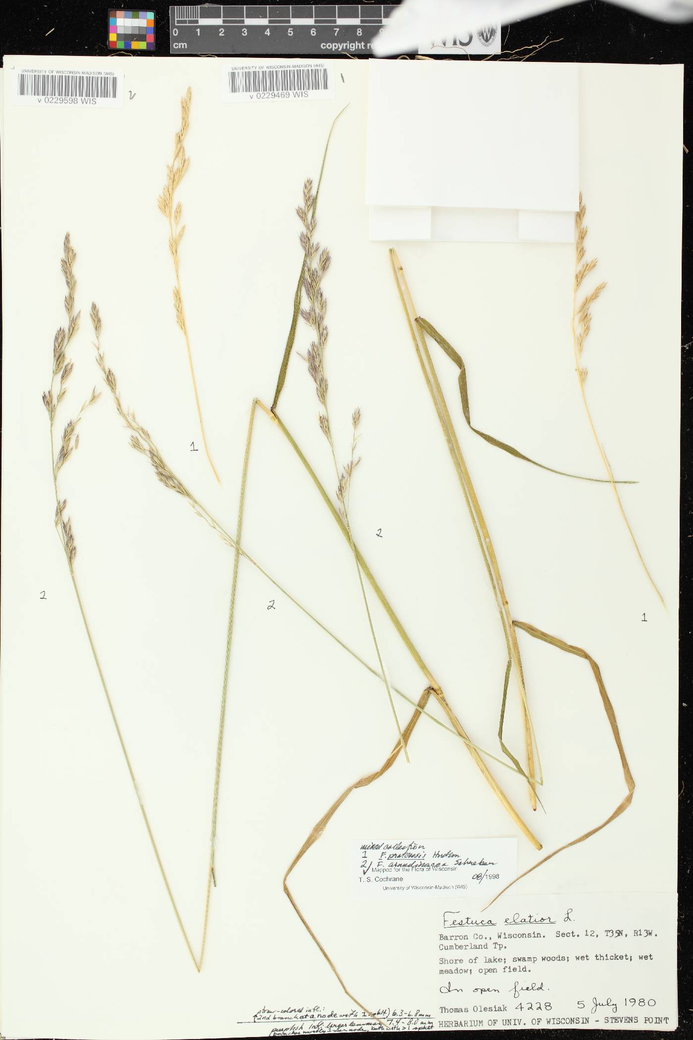 Lolium pratense image