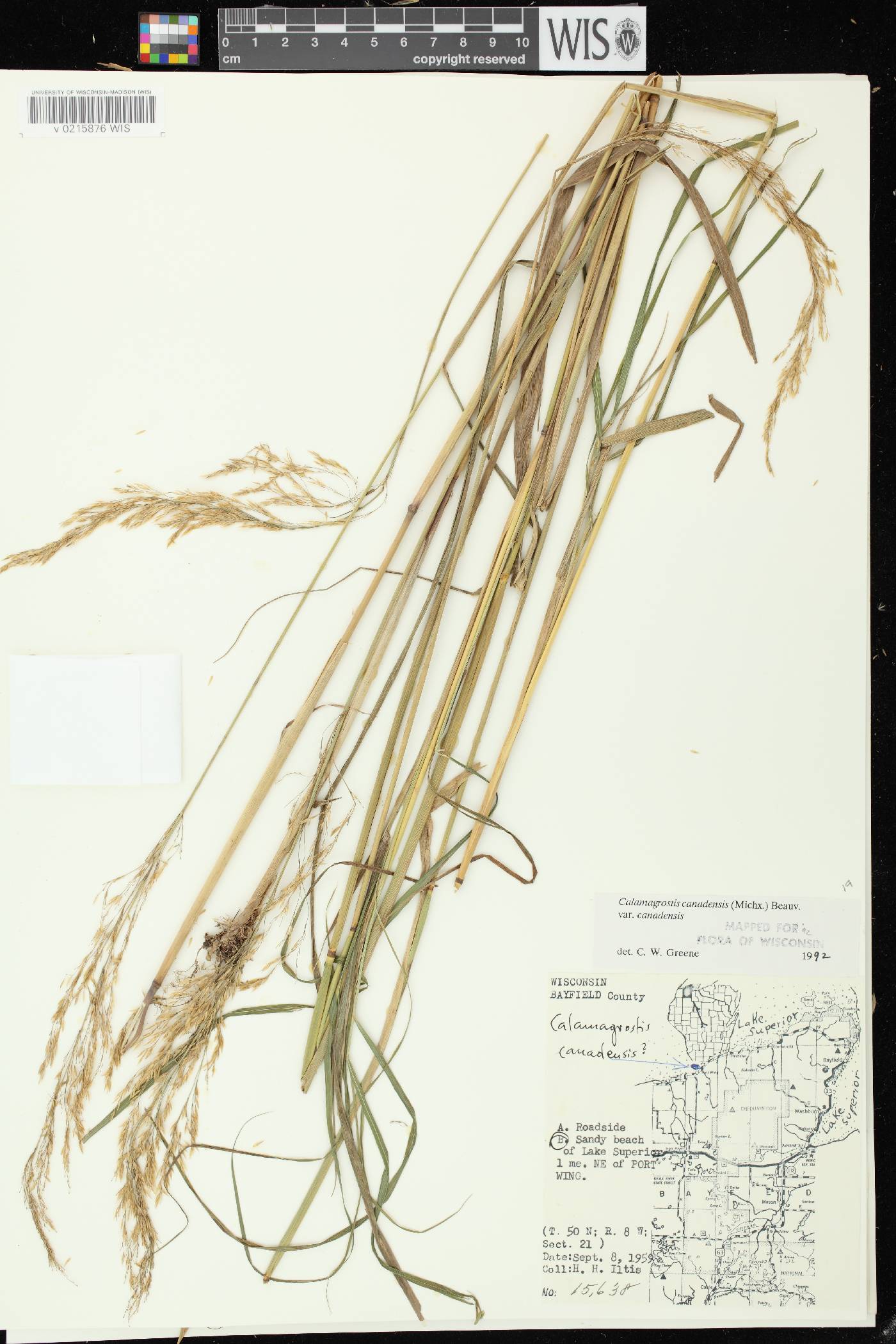 Calamagrostis canadensis var. canadensis image