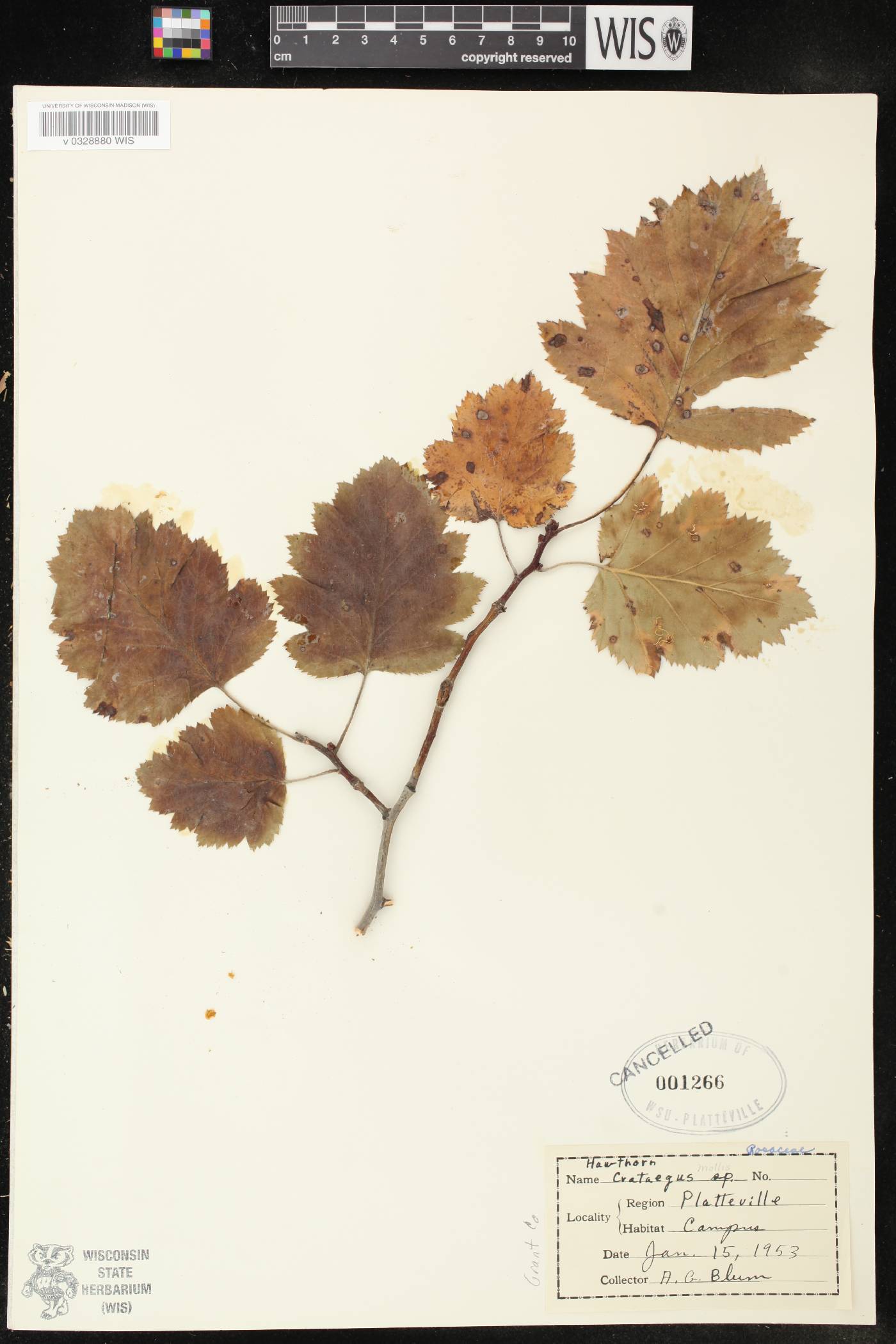 Crataegus mollis image