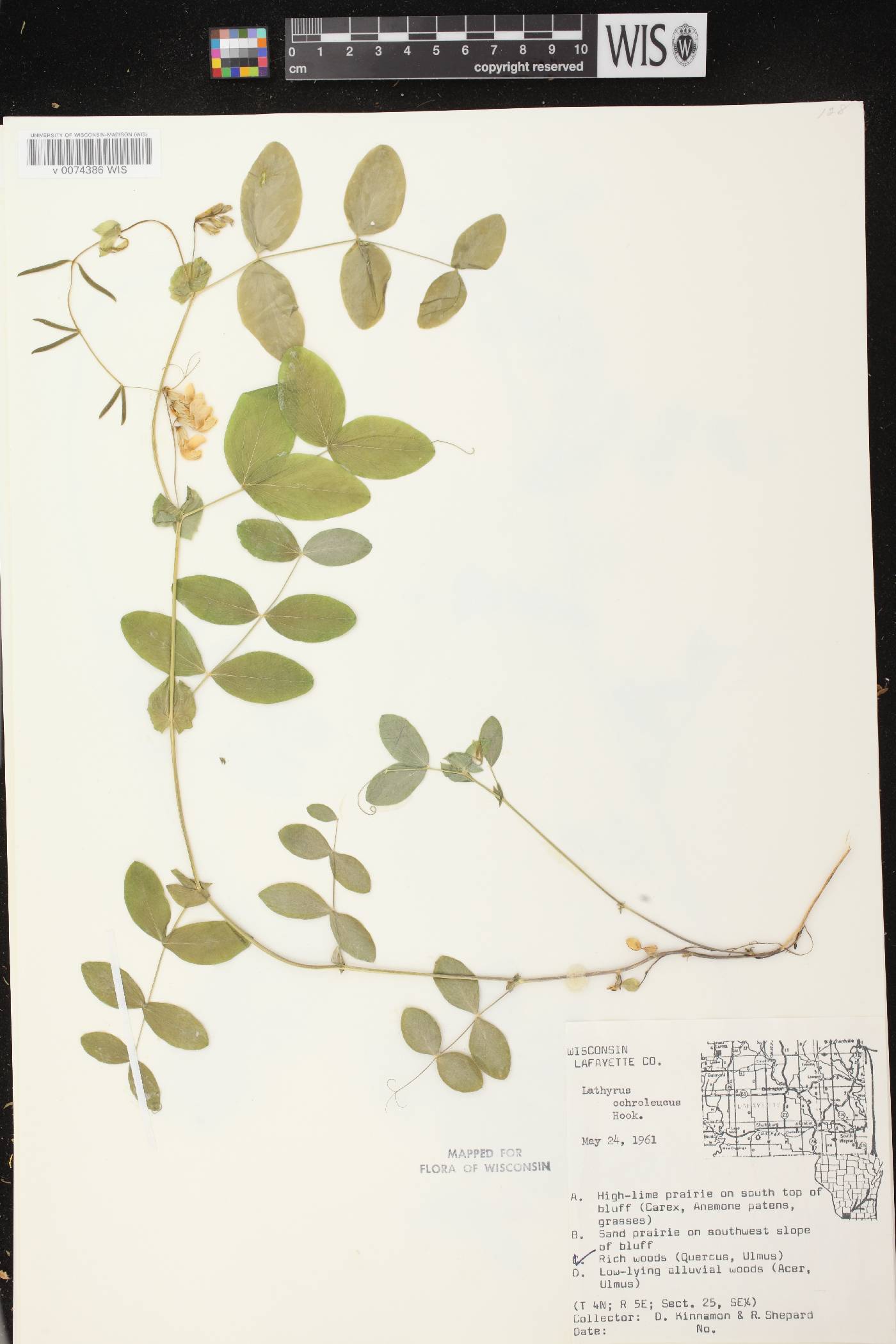 Lathyrus ochroleucus image