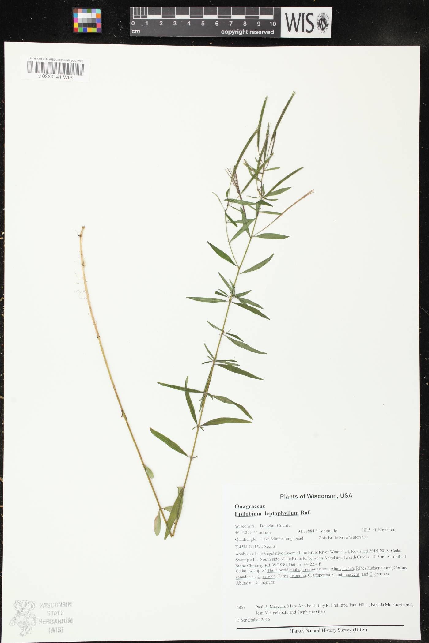 Epilobium leptophyllum image