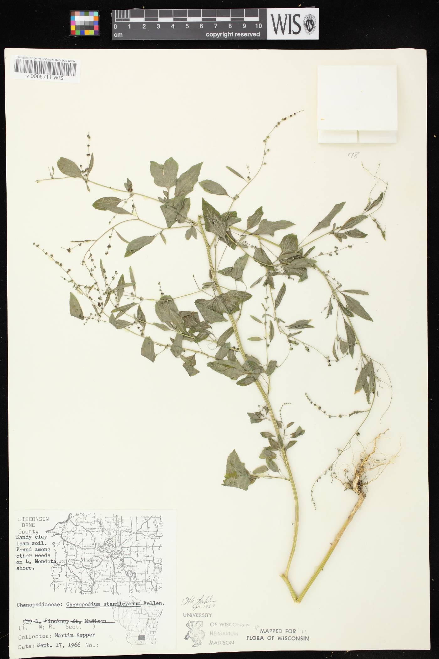 Chenopodium standleyanum image