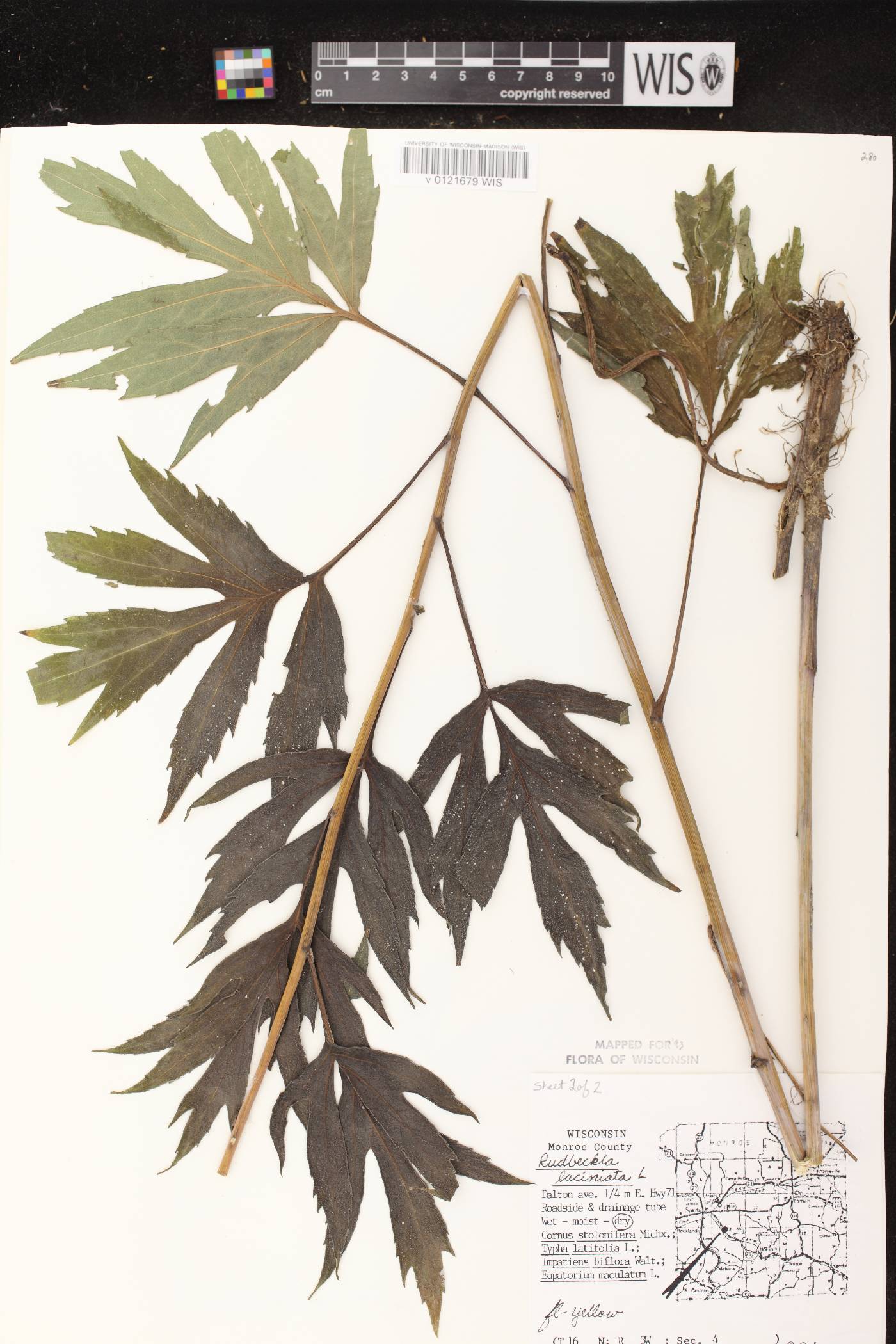 Rudbeckia laciniata image