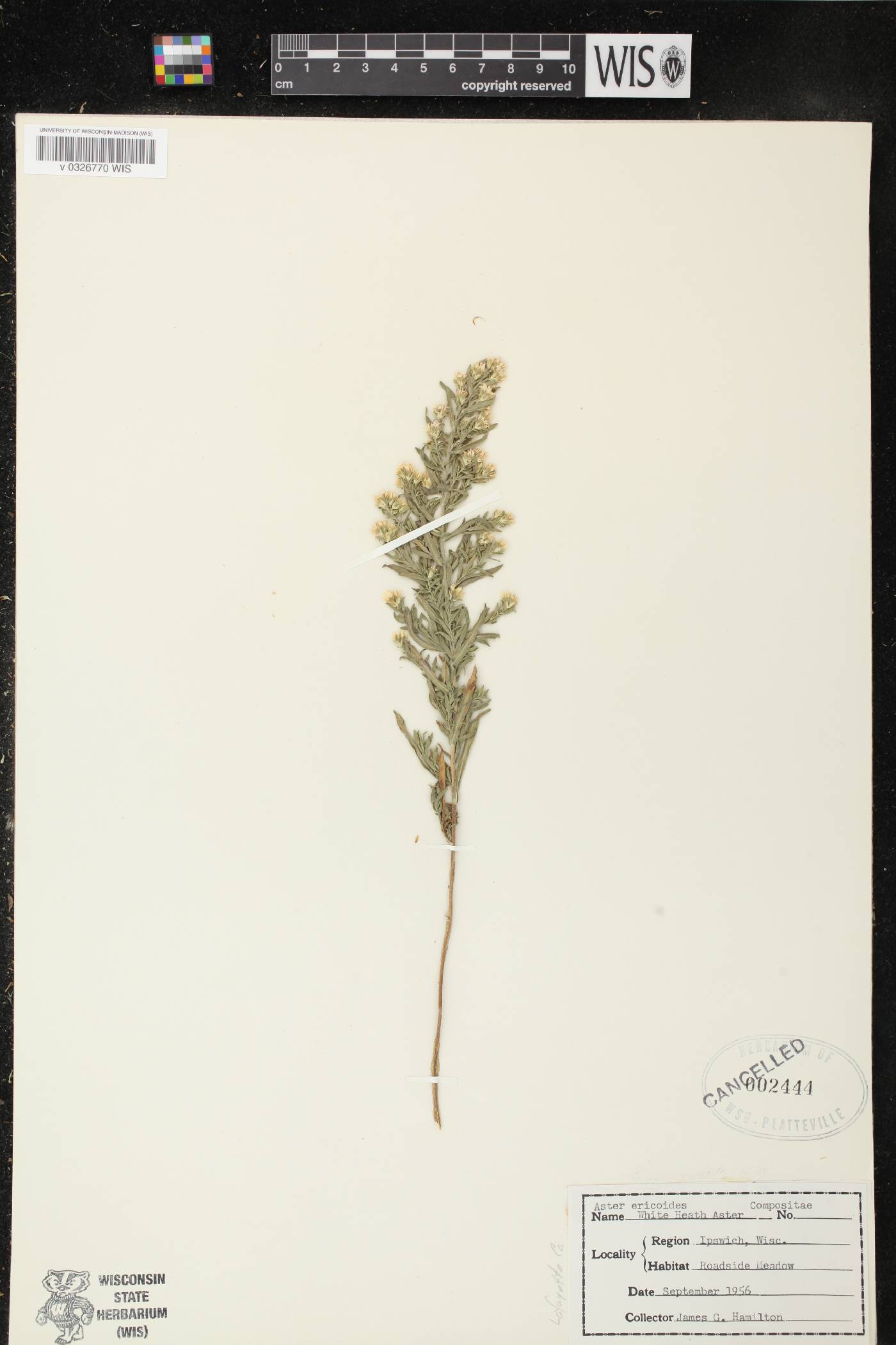 Symphyotrichum ericoides image