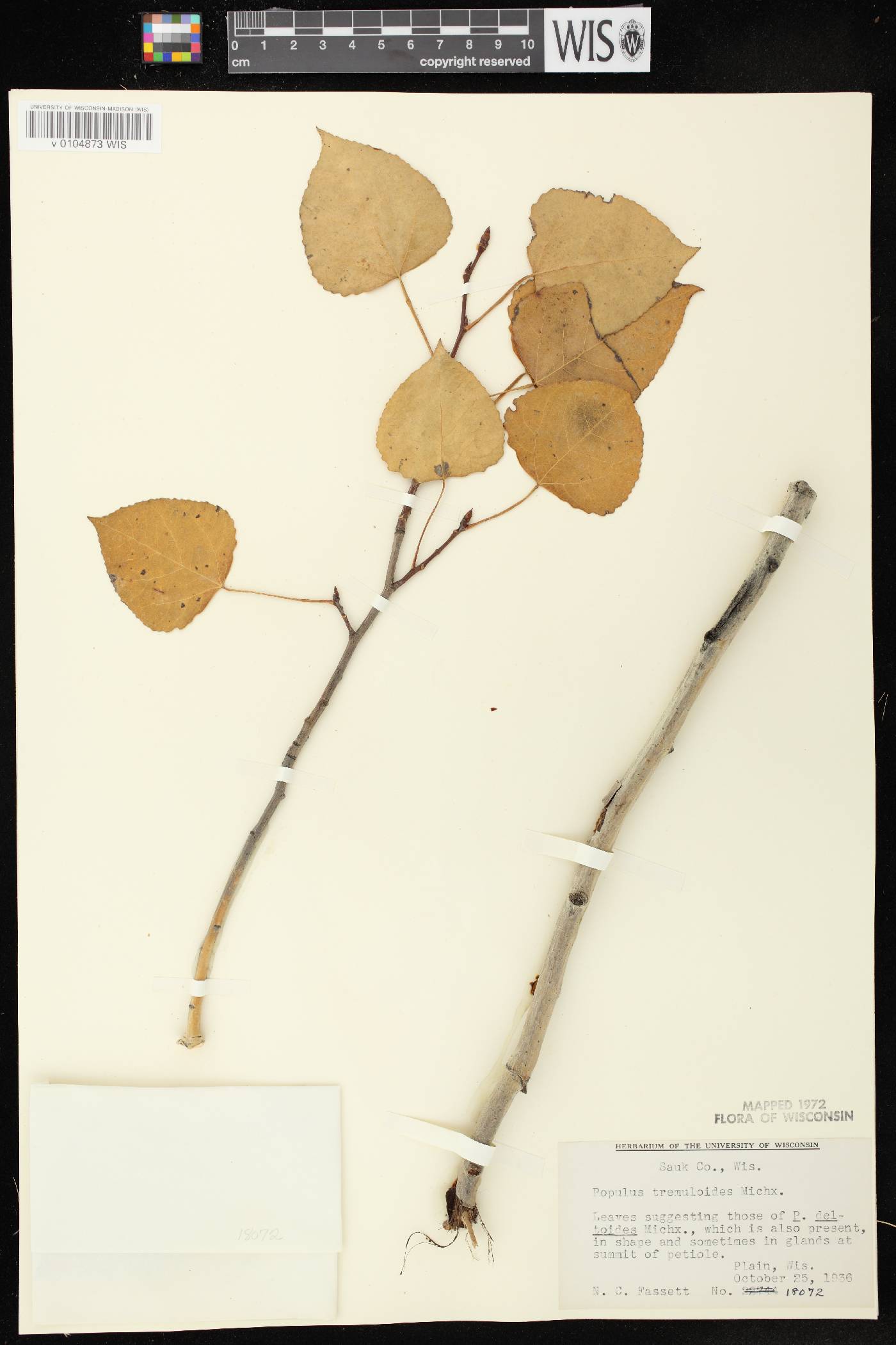 Populus tremuloides image