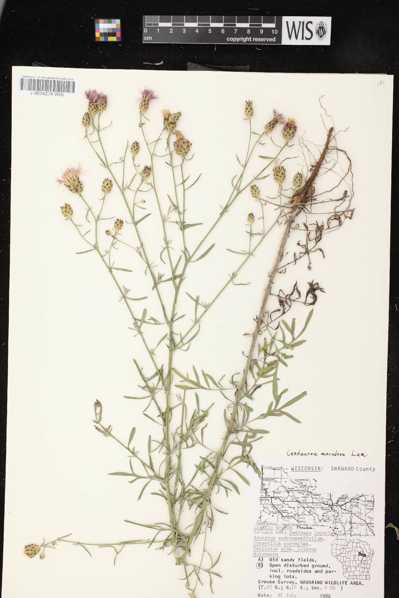 Centaurea stoebe subsp. micranthos image