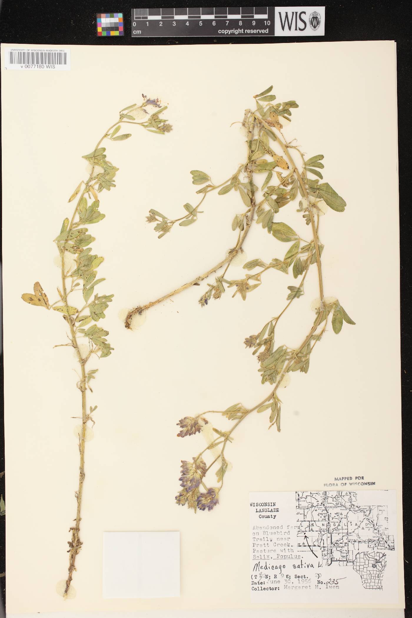 Medicago sativa image