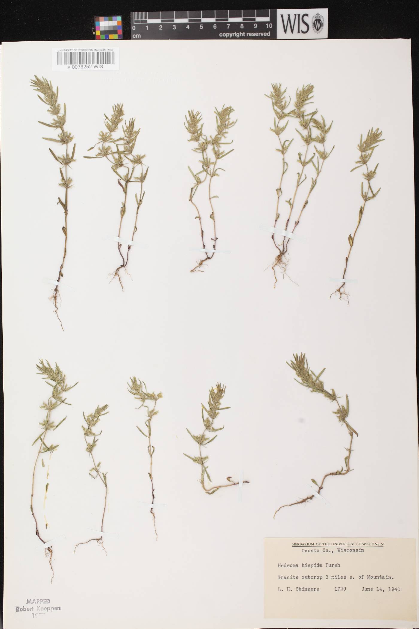 Hedeoma hispida image