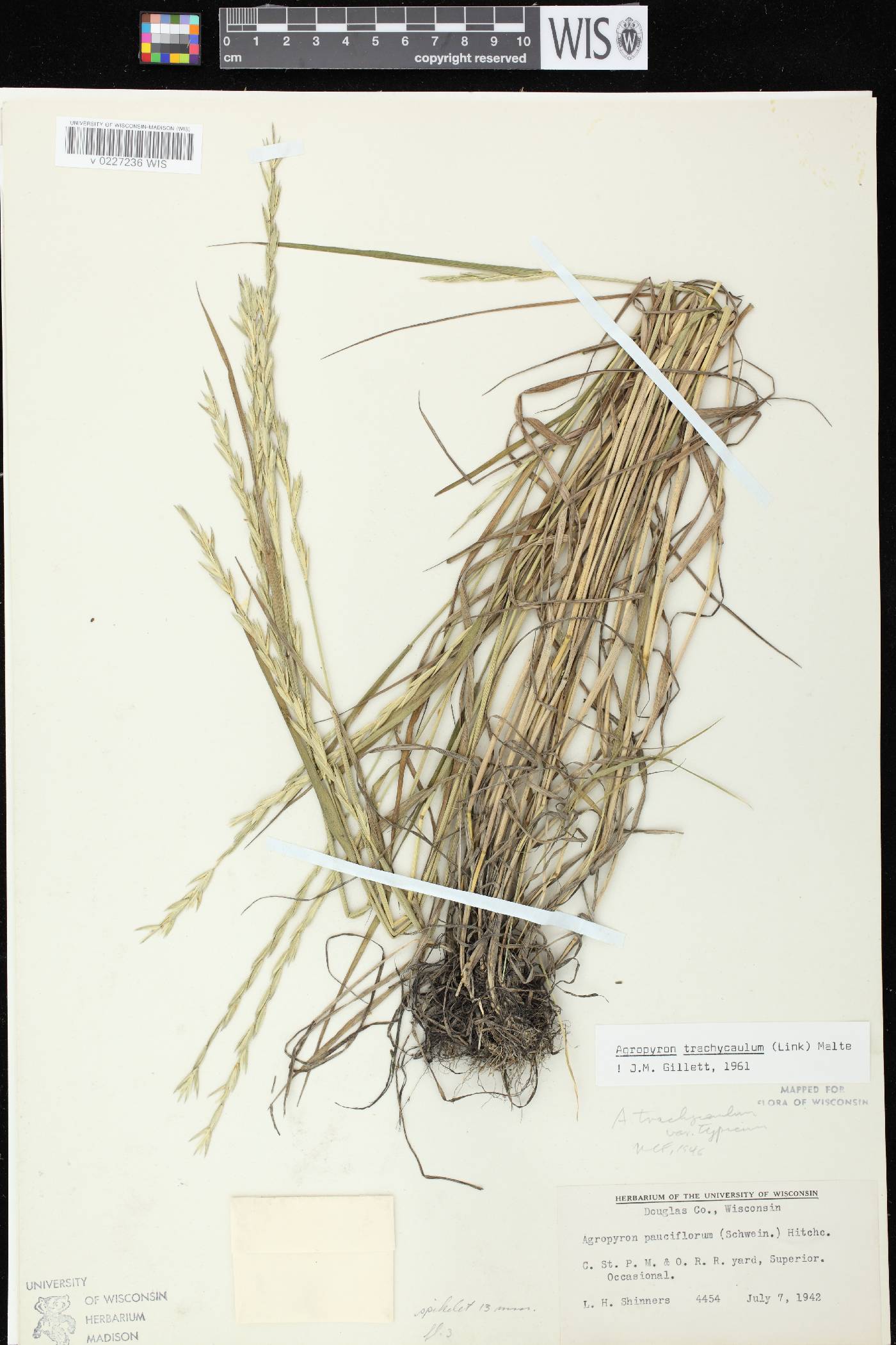Elymus trachycaulus subsp. trachycaulus image