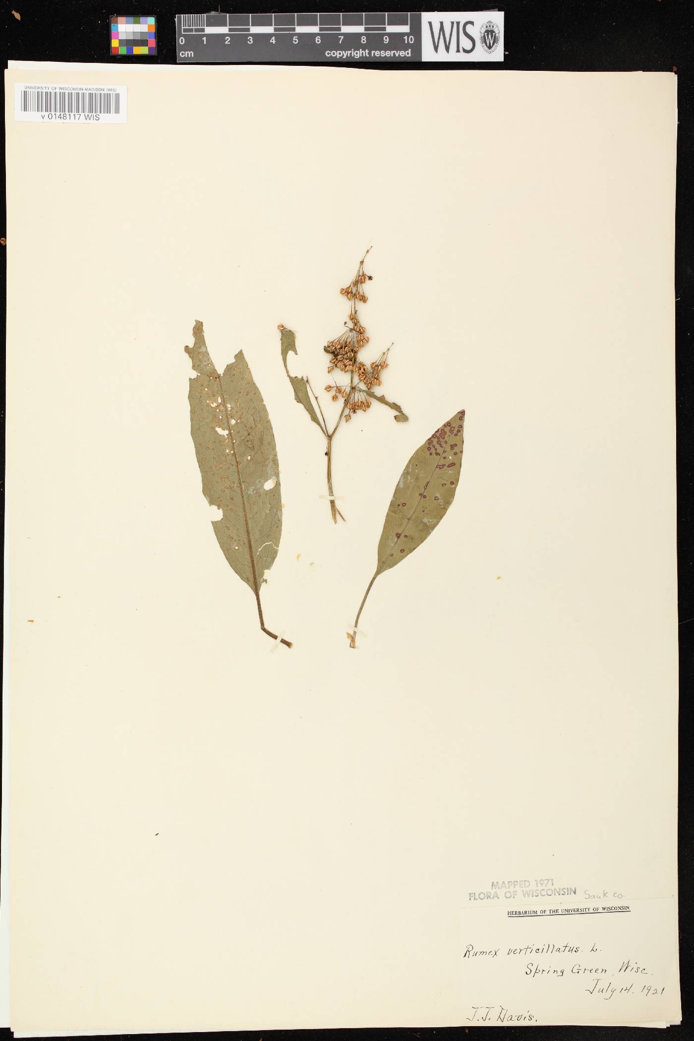Rumex verticillatus image