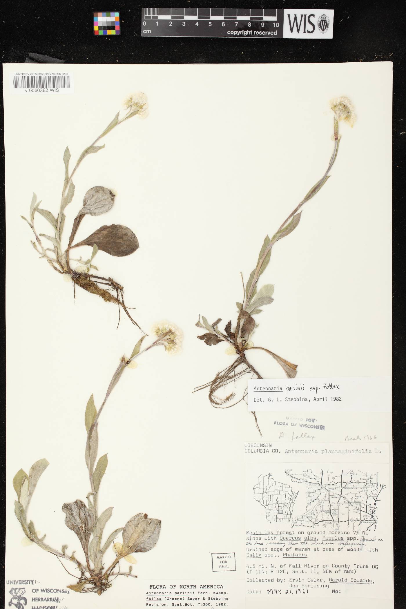 Antennaria parlinii subsp. fallax image