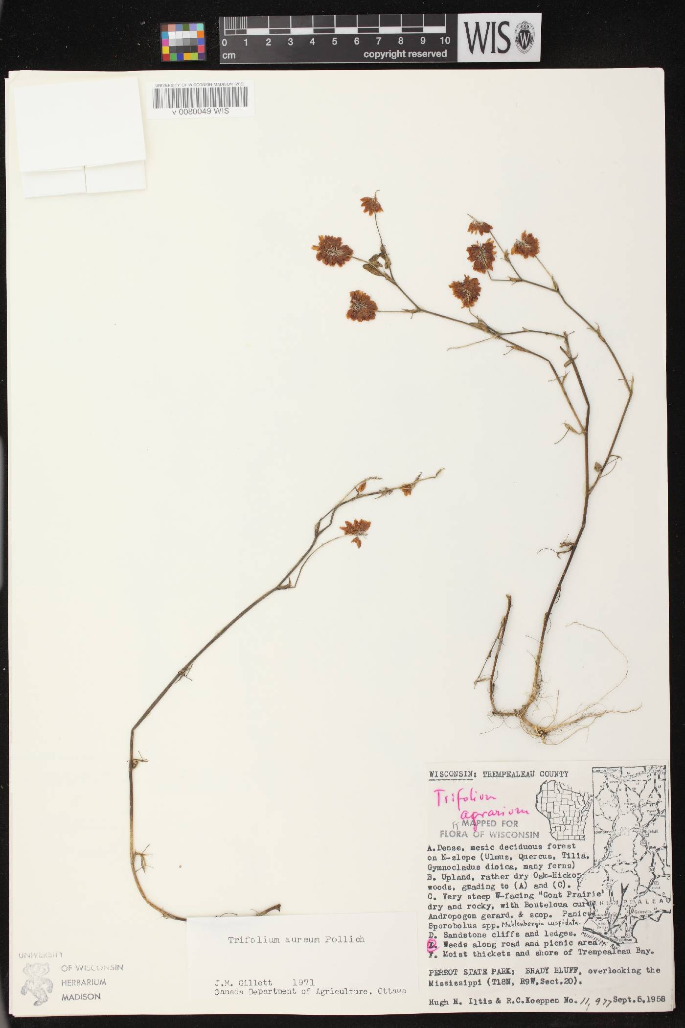 Trifolium aureum image