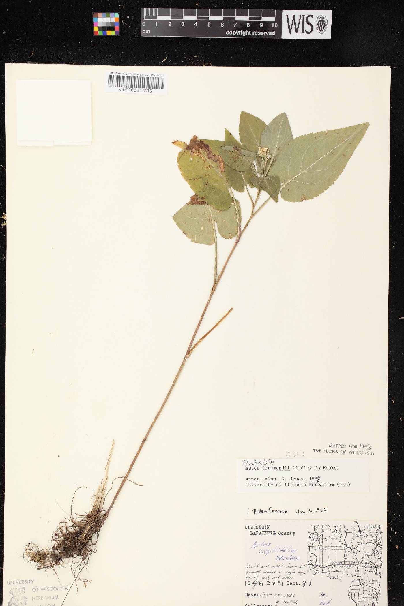 Symphyotrichum drummondii var. drummondii image