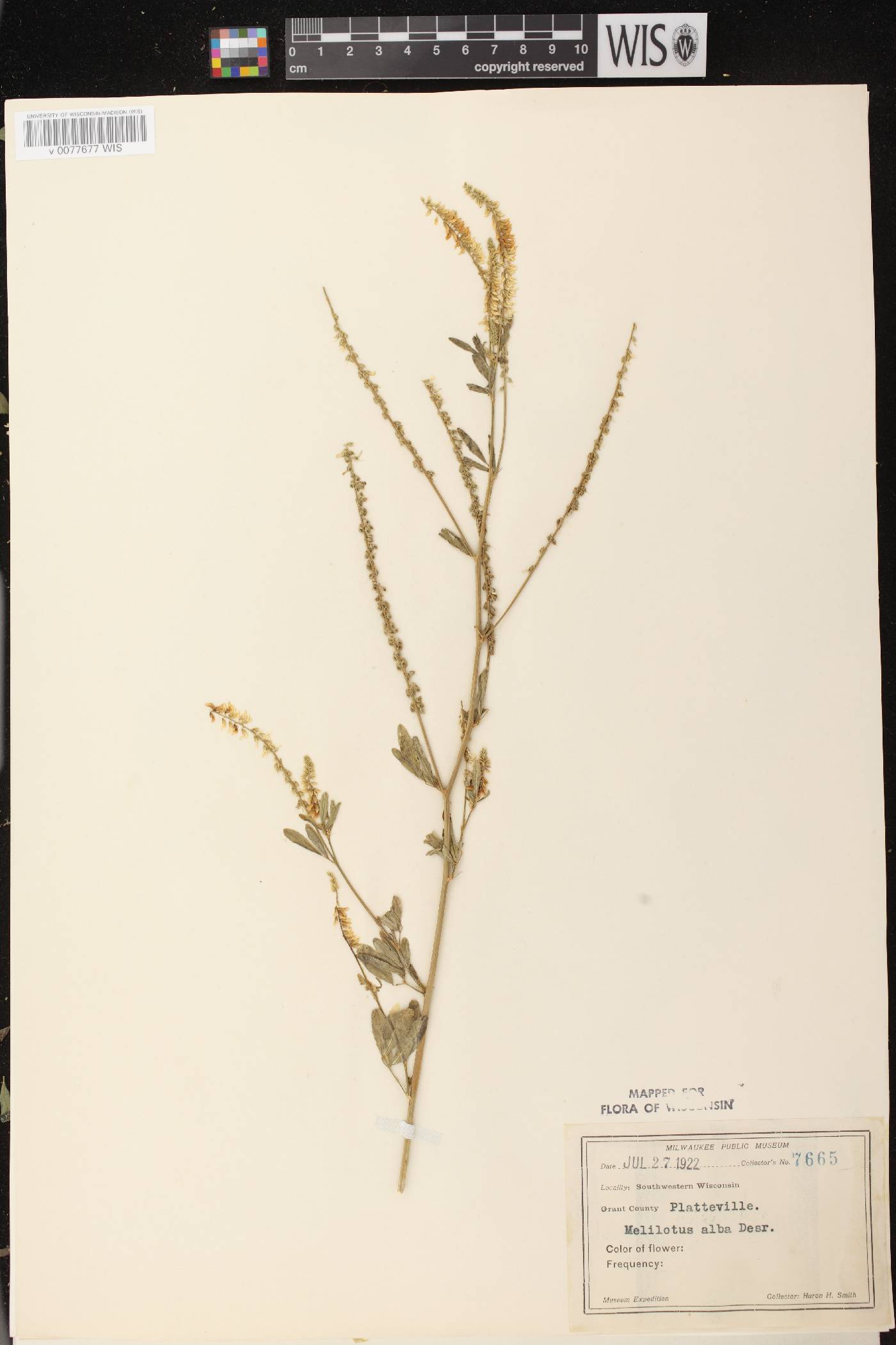 Melilotus albus image