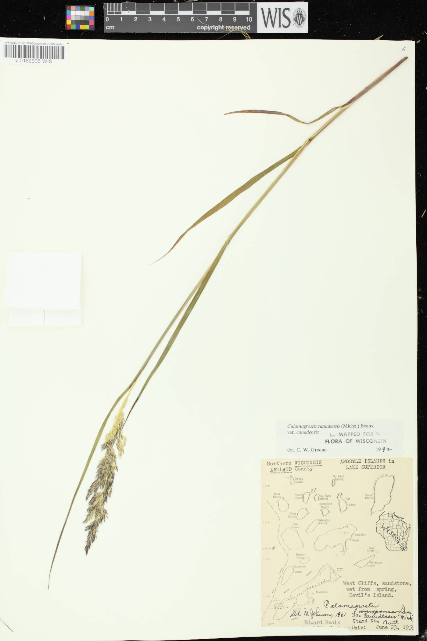 Calamagrostis canadensis var. canadensis image