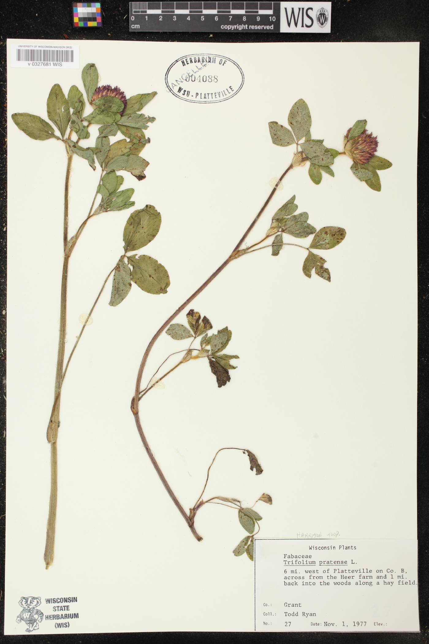 Trifolium pratense image