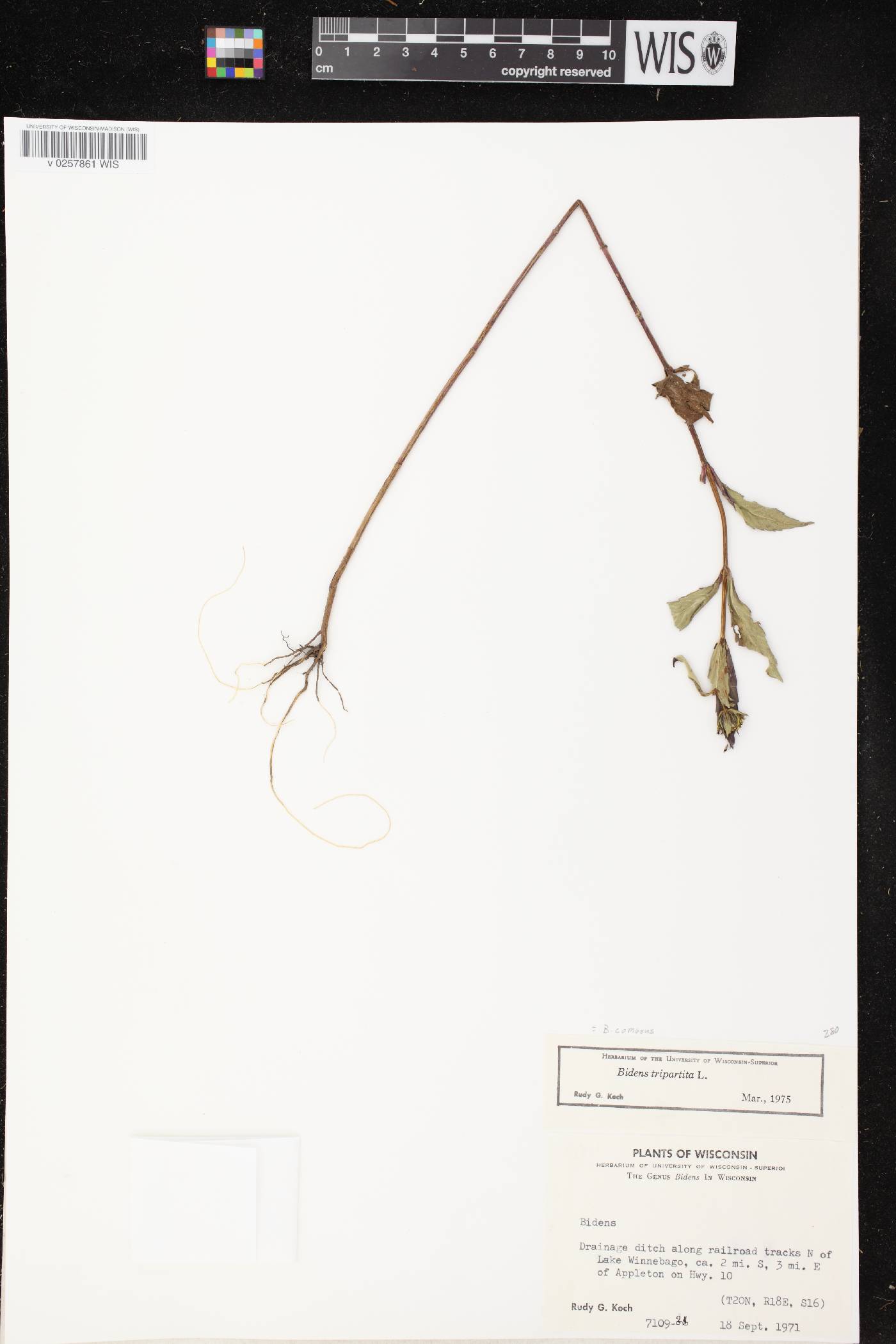 Bidens tripartita image