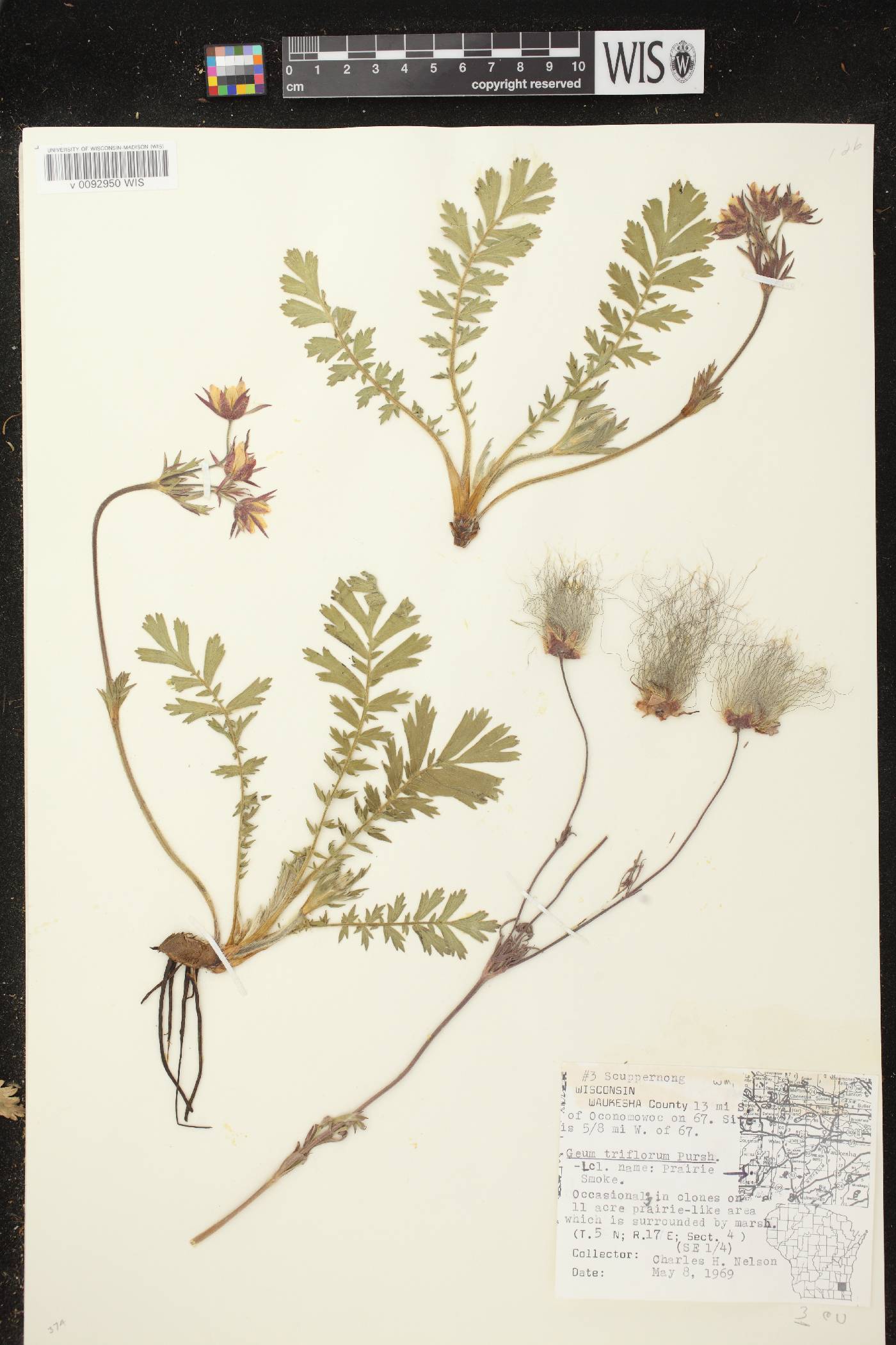 Geum triflorum var. triflorum image