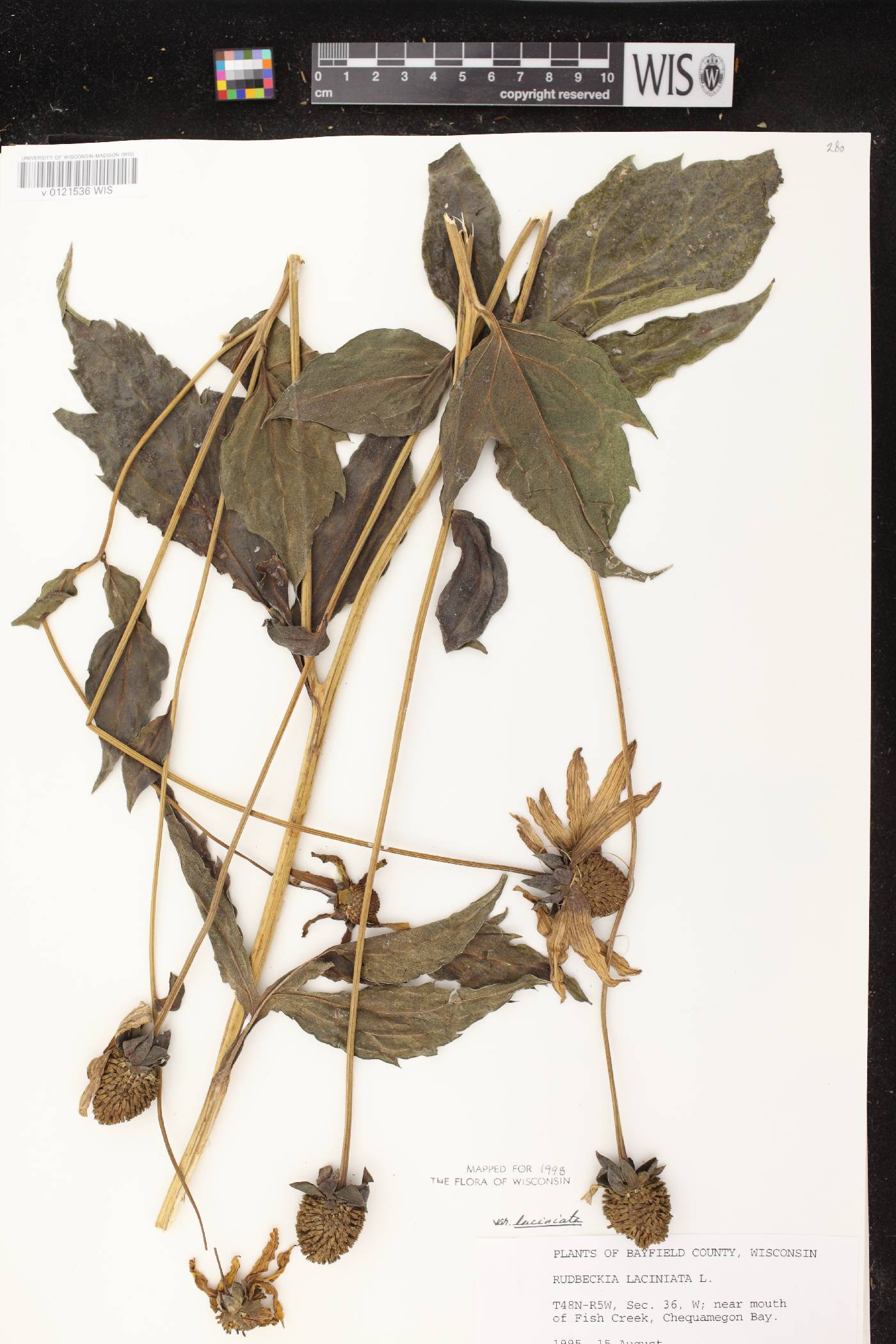 Rudbeckia laciniata image
