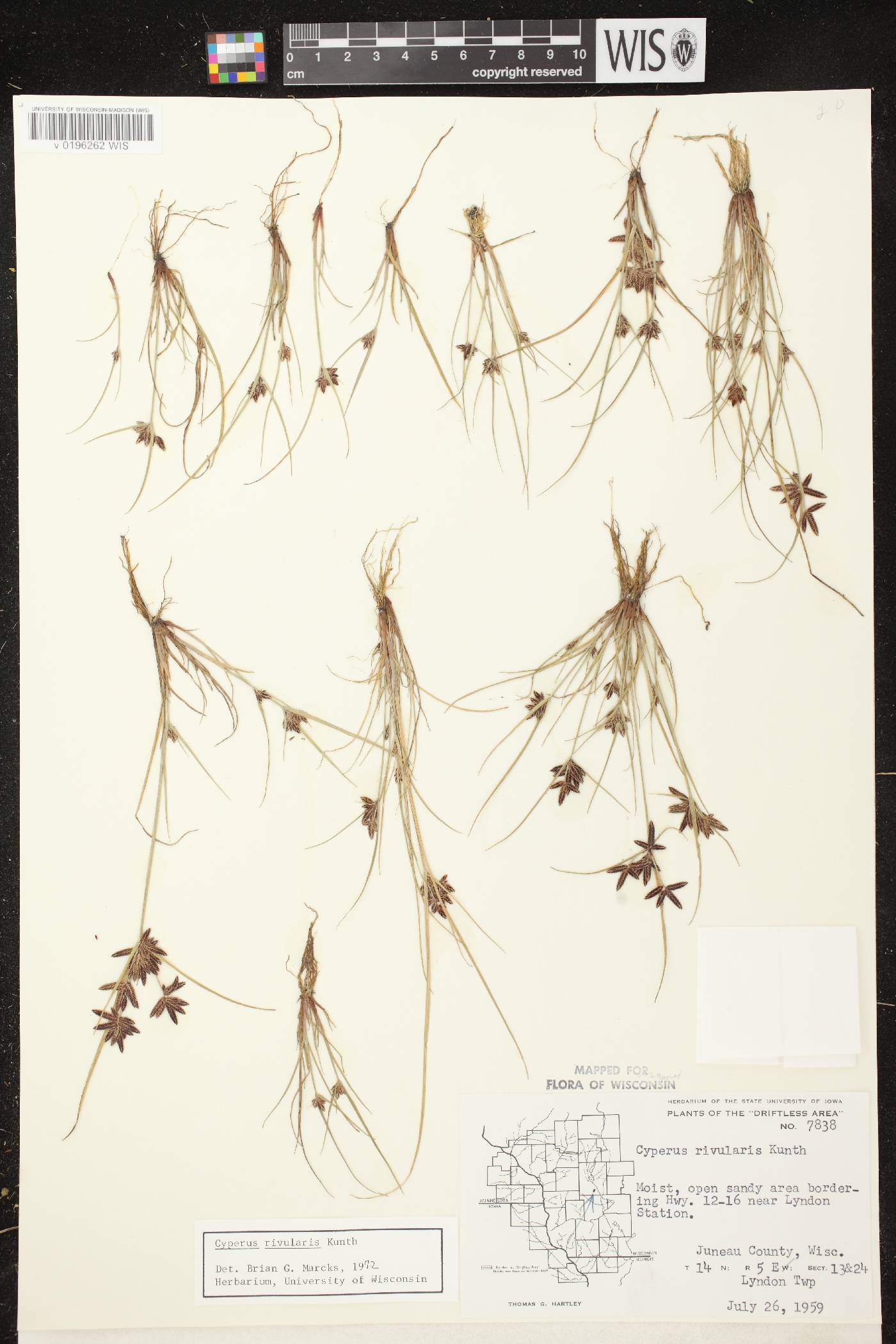 Cyperus bipartitus image