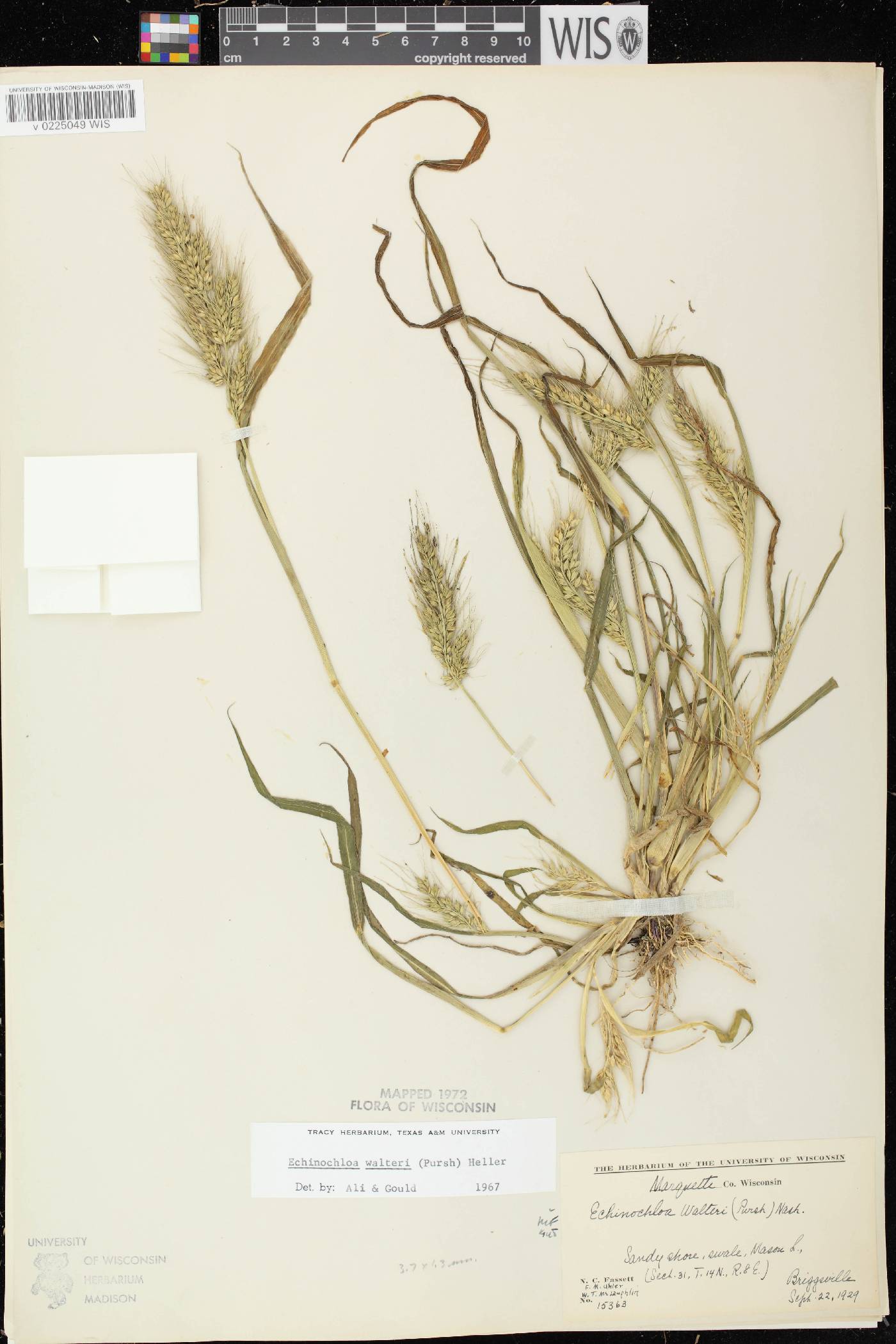 Echinochloa walteri image
