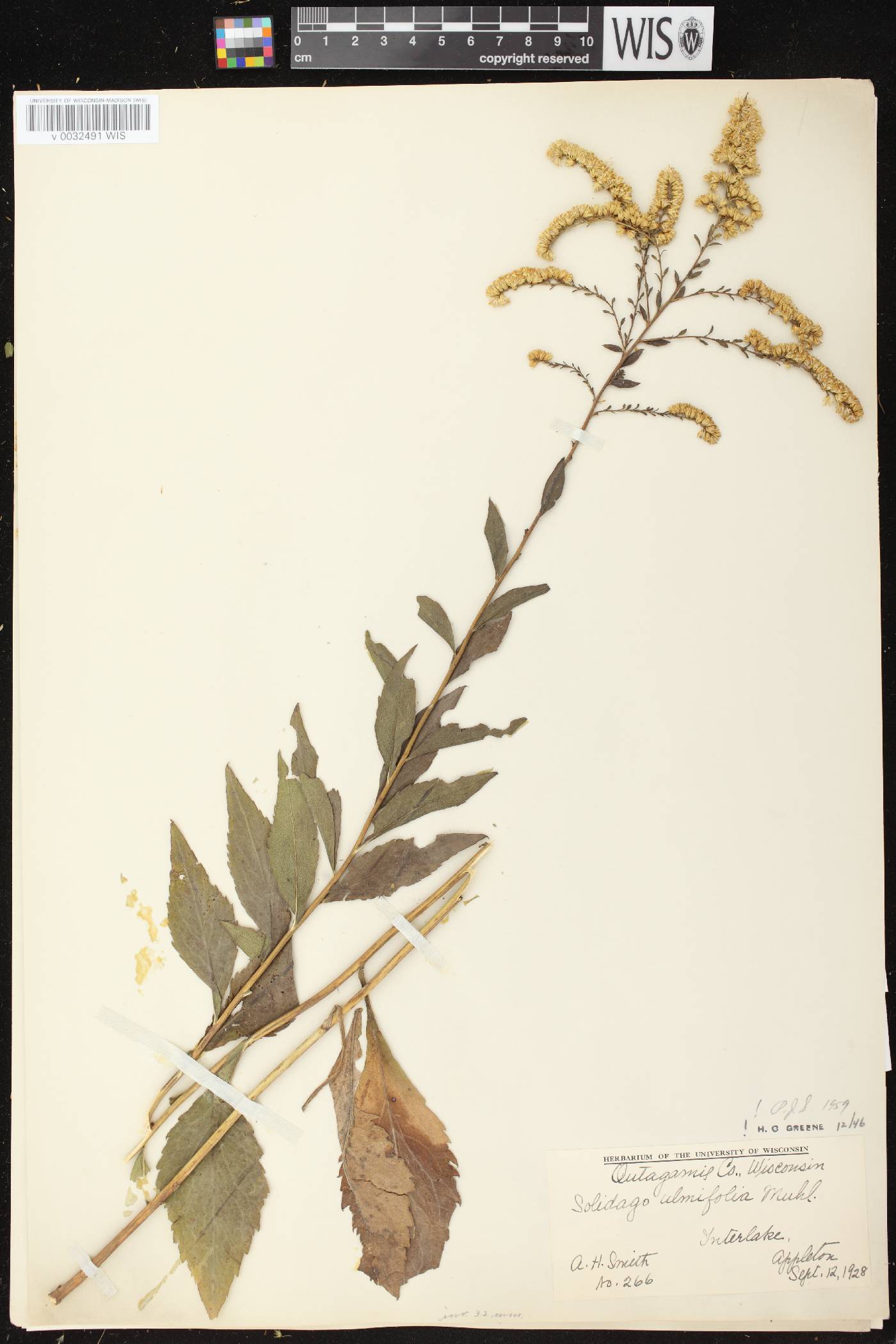 Solidago ulmifolia var. ulmifolia image