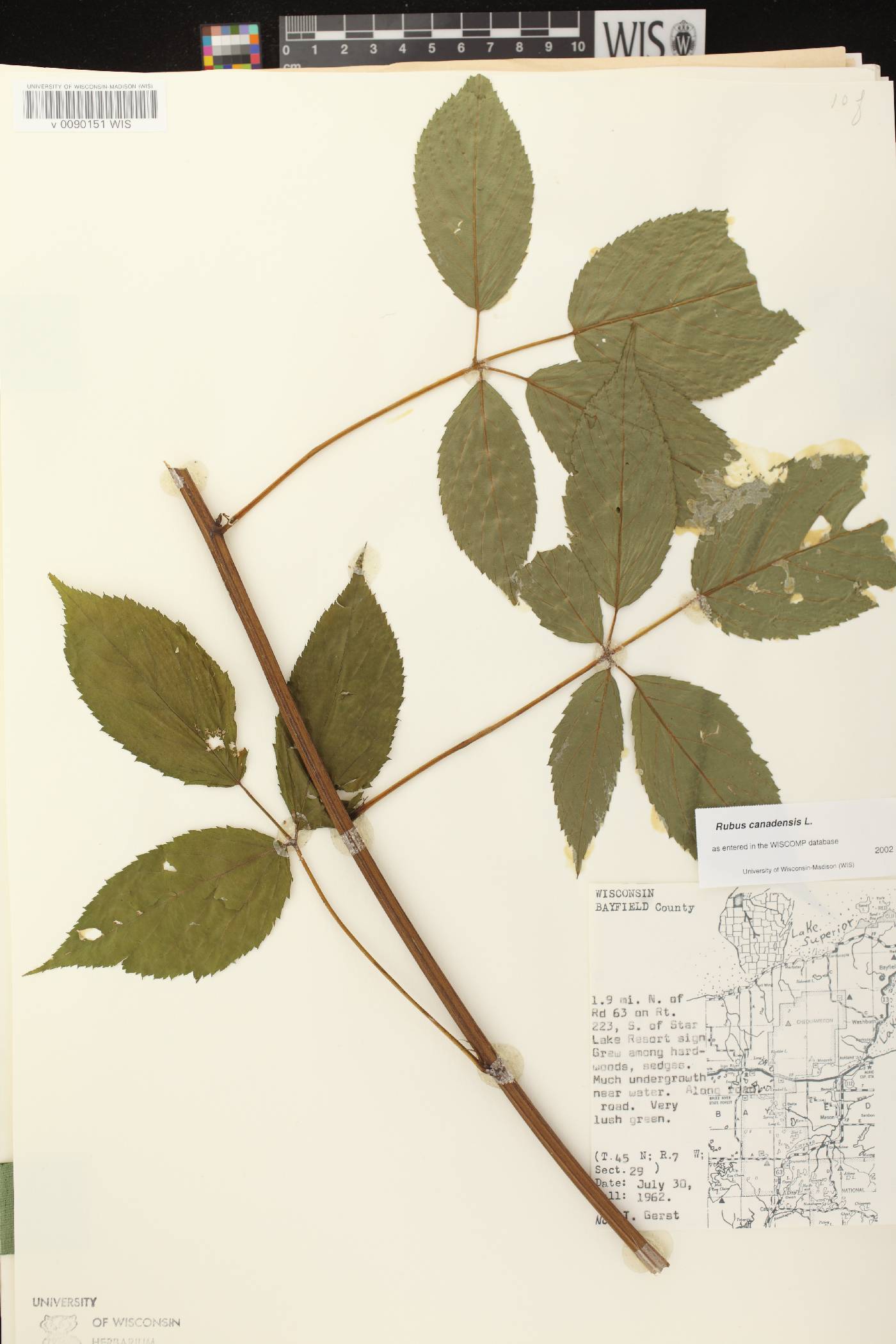 Rubus canadensis image