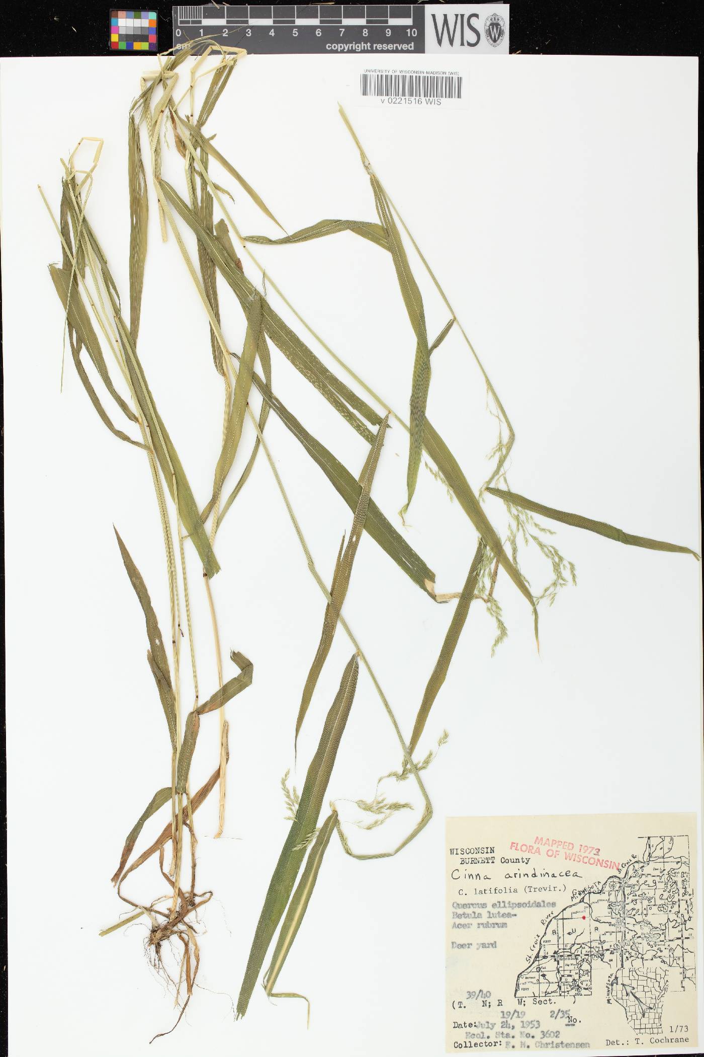 Cinna latifolia image