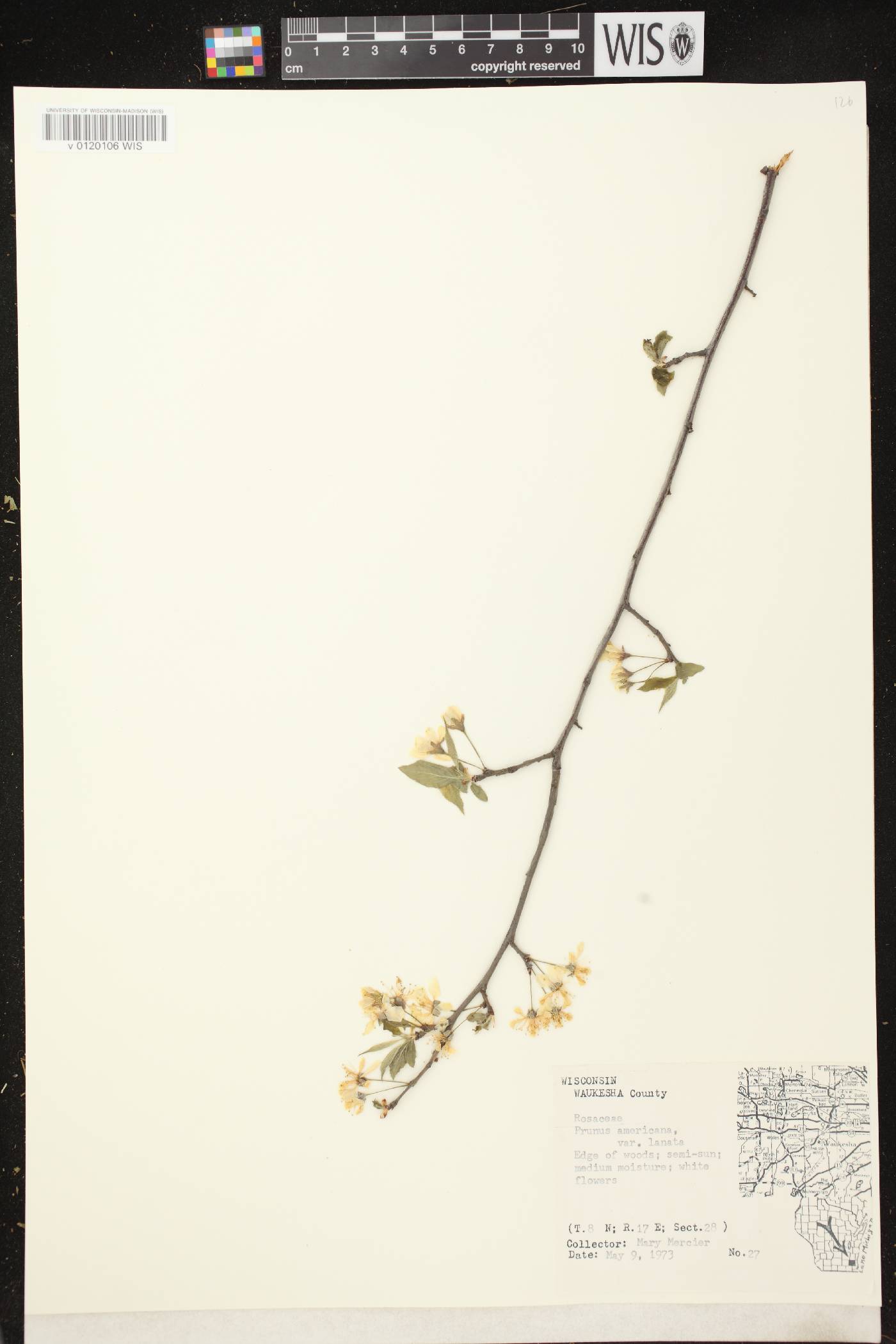 Prunus americana image